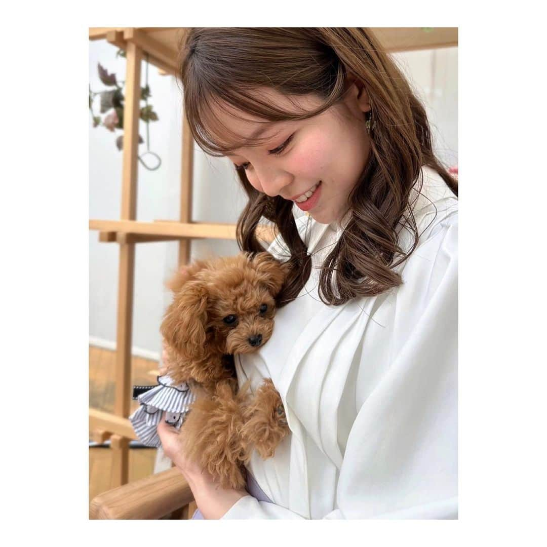 三宅絹紗さんのインスタグラム写真 - (三宅絹紗Instagram)「🐶 生放送前の癒されタイム…💗 甘えん坊なプリンセス、ビビ🌷 サタファンファミリーみんなメロメロです🤦🏻‍♀️💘  #プードル🐩#microteacuppoodle#サタデーファンキーズ#サタファン#いわて#めんこいテレビ#三宅絹紗」4月25日 20時33分 - kinusa_miyake_mit