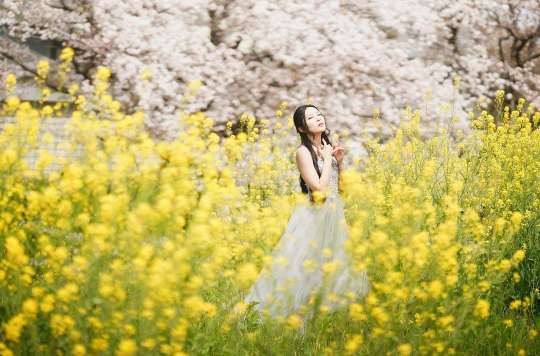 イルコ光の魔術師のインスタグラム：「わぁぁぁぁ、ここめっちゃやばい❗️桜も菜の花も満開で最高❗️そして、しばらく毎日投稿頑張りまーす❗️最近全然アップしてないやん❗️YouTubeも今日だけ動画2本あげてるよ❗️  風景写真専用アカウント始めたよ👉　@ilko.no.portrait  フォローめっちゃ嬉しいでーす😊  この前消された機材だけのアカウントが復活したよ👉 @ilko.gear  フォローしてくれたらめっちゃ嬉しいでーす😊  ❗️写メ専用アカウントもあるよ👉 @ilkomobile 😊 . モデル: @mi_portrait . . 新しい @ilkomobile アカウントにiPhoneで撮ってるポートレートもアップしますよ！いい光があればカメラ&レンズはなんでもいいと思います .  . #桜 #ポートレート #単焦点レンズ #菜の花　#Sony #instagramjapan #85mm　#東京カメラ部 #ig_today #phototricks117 #tokyocameraclub #Strobist #instagramhub #team_jp_ #my_eos_photo #strobist #200mm #portrait_perfection #iphonephotography #イルコ #光の魔術師 #sonya7iv #instagramhub #カメラ女子 #ニーニー  #lovers_nippon #ファインダー越しの私の世界 #写真好きな人と繋がりたい #portrait」