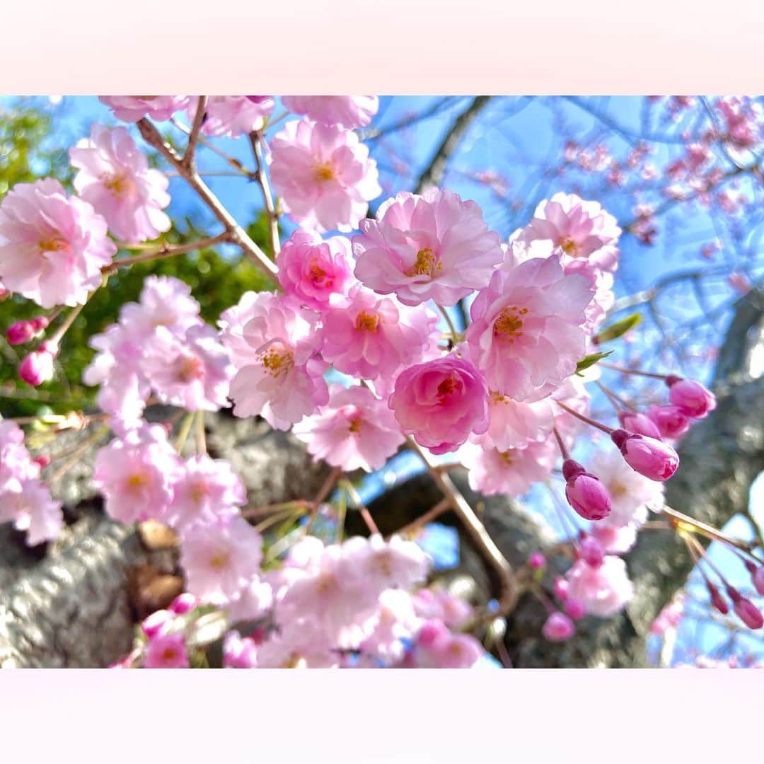 長柄ひろみさんのインスタグラム写真 - (長柄ひろみInstagram)「#sakura 🌸  いい眺め🤗🌸  八重桜はまだ咲いている所もありますね〜🥰✨  あぁ〜、もうすぐ本格的に桜が終わっちゃう！ 寂しいな😖🌸  花粉だけは何だかまだまだ多い気がするんですけど🤧‼️🌳  ｡・ﾟ・。❀｡・ﾟ・。❀｡・ﾟ・。❀｡・ﾟ・｡❀。・ﾟ・。  #さくら」4月25日 20時53分 - aoi_asahi