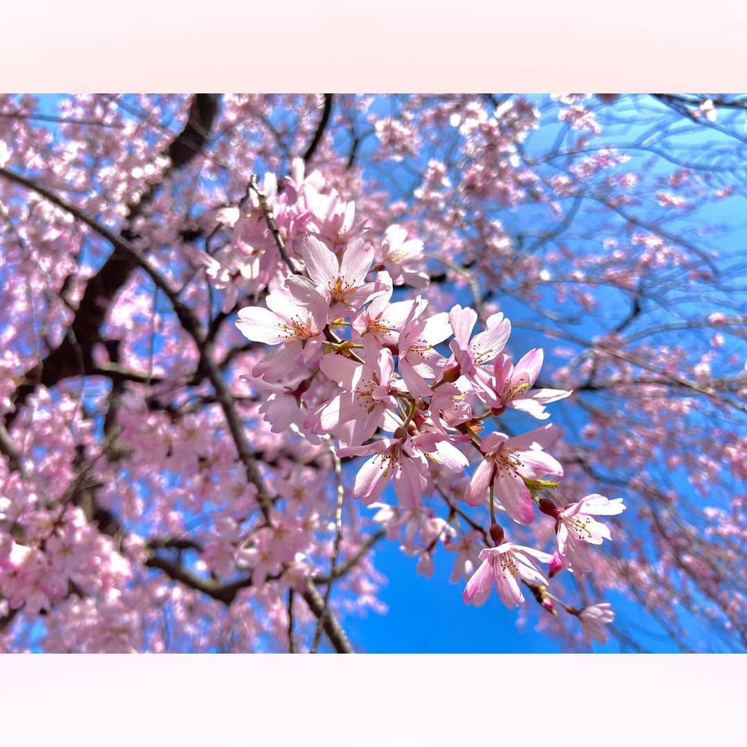 長柄ひろみさんのインスタグラム写真 - (長柄ひろみInstagram)「#sakura 🌸  いい眺め🤗🌸  八重桜はまだ咲いている所もありますね〜🥰✨  あぁ〜、もうすぐ本格的に桜が終わっちゃう！ 寂しいな😖🌸  花粉だけは何だかまだまだ多い気がするんですけど🤧‼️🌳  ｡・ﾟ・。❀｡・ﾟ・。❀｡・ﾟ・。❀｡・ﾟ・｡❀。・ﾟ・。  #さくら」4月25日 20時53分 - aoi_asahi