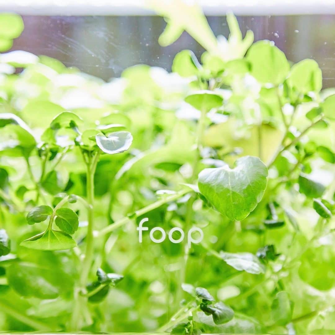 foopのインスタグラム：「ホームガーデニングに興味のある方、必見です！ 「foop」は数ある水耕栽培器の中でも優れた製品のひとつです。  何が他と違うの？？と思われたら、公式サイトをご覧ください😉 きっと「foop」に魅了されること必至です！  #foop #水耕栽培 #IoT」