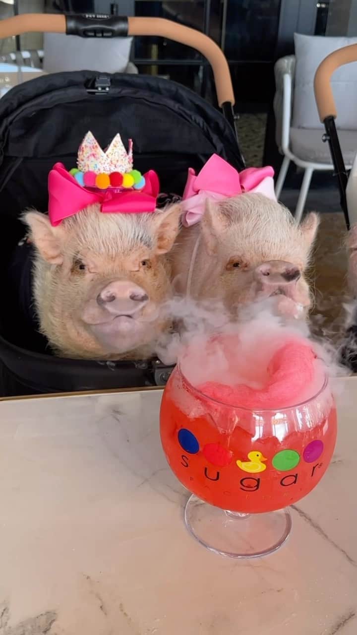 Priscilla and Poppletonのインスタグラム：「“Make it like your birthday everyday!” Only FOUR more days until I turn 10. How PIGTASTIC is this Pretty in Pink drink with cotton candy on top. The boys got a mimosa flight. You only turn ten once. (Don’t worry! Mommy was our designated driver)!🍹🐷 #thesugarfactory #jacksonville #piggypenn #oseyandpink #prissyandpop」