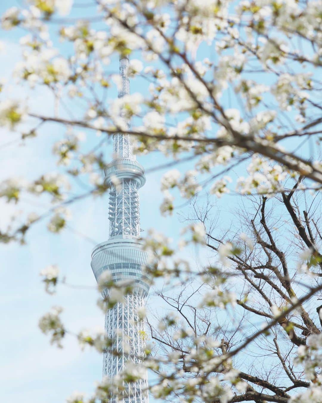 久林紘子さんのインスタグラム写真 - (久林紘子Instagram)「TOKYO SKYTREE×SAKURA🌸  サクラノキロク✍ ＿＿＿＿＿＿＿＿＿＿＿＿＿ #tokyoskytree #tokyosakura #東京桜 #お花見スポット #東京スカイツリーのある風景 #東京スカイツリー #スカイツリーのある風景 #桜スポット」4月25日 21時10分 - rohicocco