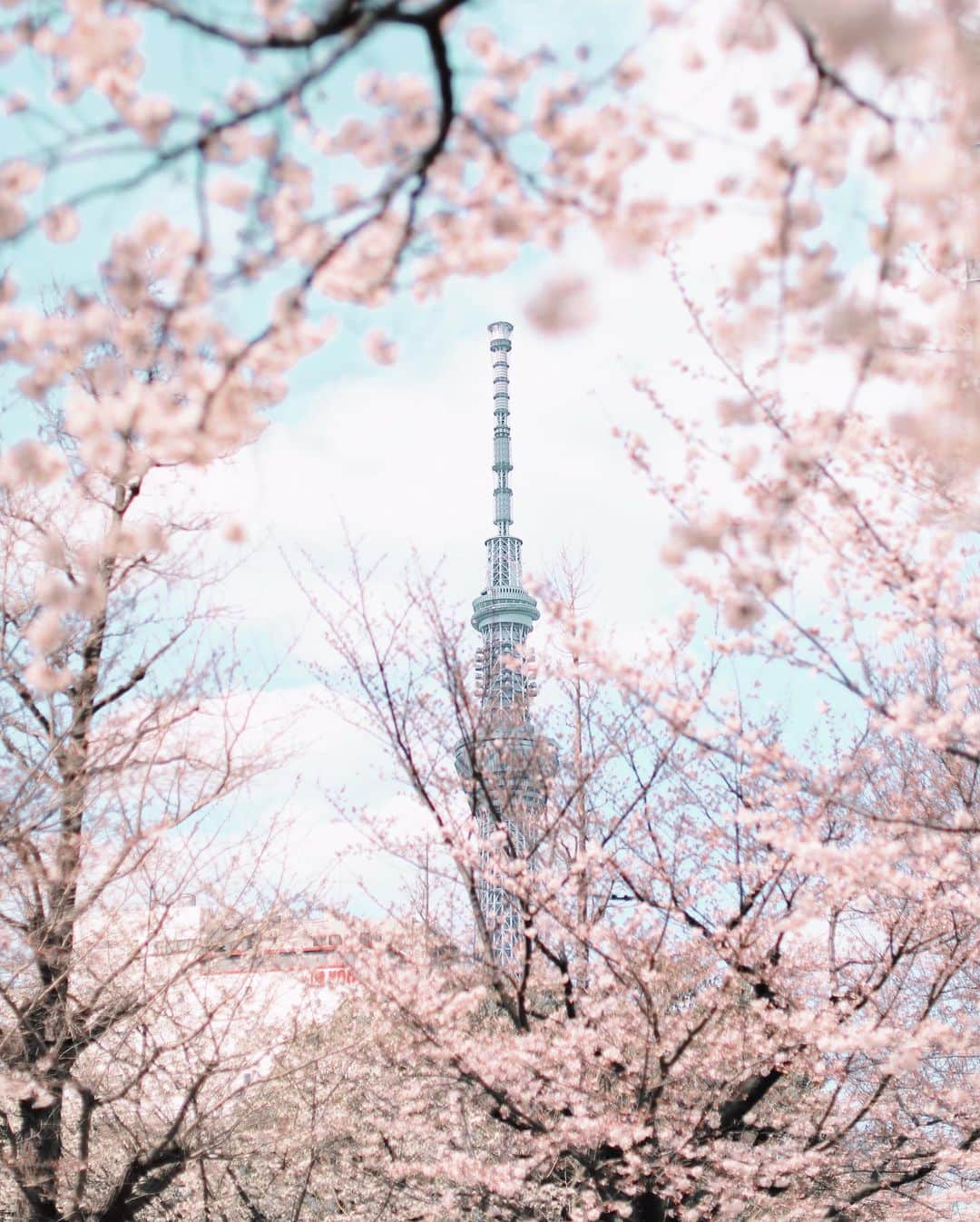 久林紘子さんのインスタグラム写真 - (久林紘子Instagram)「TOKYO SKYTREE×SAKURA🌸  サクラノキロク✍ ＿＿＿＿＿＿＿＿＿＿＿＿＿ #tokyoskytree #tokyosakura #東京桜 #お花見スポット #東京スカイツリーのある風景 #東京スカイツリー #スカイツリーのある風景 #桜スポット」4月25日 21時10分 - rohicocco