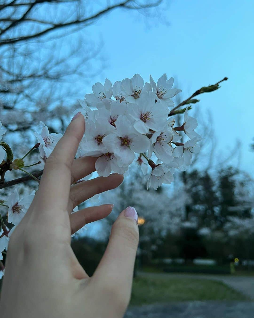 相場詩織さんのインスタグラム写真 - (相場詩織Instagram)「⁡ ⁡ 桜が大好きなので あと少しだけ余韻に浸らせて下さい🌸 ⁡ 1枚目は仙北市角館の武家屋敷です♡ 武家屋敷に来ると街並みの雰囲気に合わせて どうしても和装に身を包みたくなります😌 この日は晴天ではなく、時折小雨が降る花曇りだったため その場がパッと華やぐような色のお着物を ご用意していただきました✨ 枝垂れ桜と調和するようなあたたかな色味を 選んでいただき、海外の方からも好評でした☺️  着付け＆衣装協力→しゃなりさん ⁡ ⁡ 2枚目以降は本荘公園の桜です♡ 由利本荘市に行ったら必ず寄ってしまうほど 大好きなカフェミクラマチパーラーさんの ベリーベリースムージー🍓 親友とのお花見は桜色のニットに ピンクのコンバースを合わせて 完全に浮かれていました🤭笑  #東北 #秋田 #角館 #武家屋敷 #東北旅行 #秋田旅行 #秋田観光 #お花見 #お花見スポット #絶景 #桜 #お花見コーデ #着物 #着物コーデ #着物ヘア #帯　 #着物レンタル #着物ヘアアレンジ #大人和装 #akita #kakunodate #cherryblossoms  #벚꽃　#벚꽃축제　#벚꽃놀이」4月25日 21時11分 - shioriaiba0801