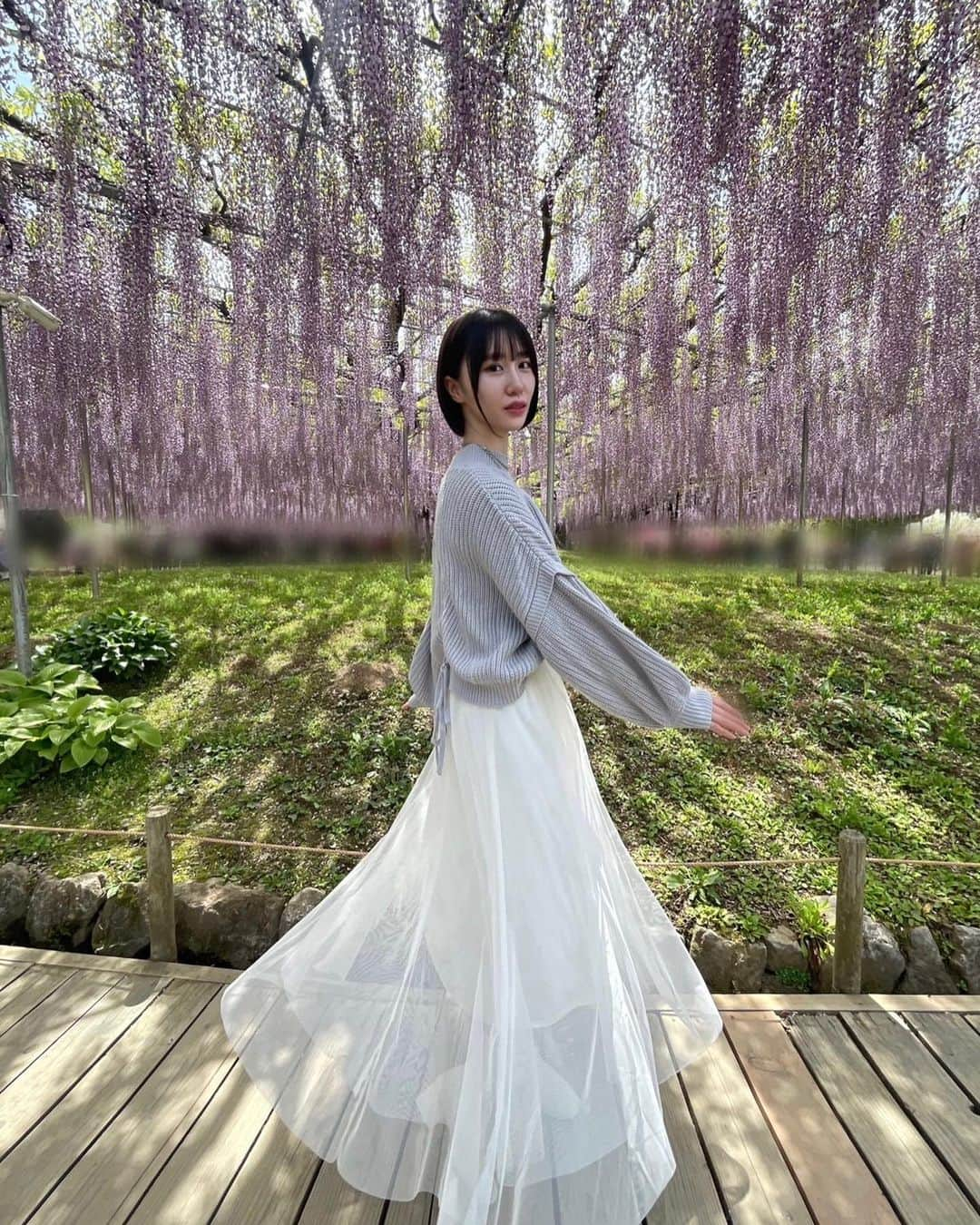 ８２１（ハニー）のインスタグラム：「【ゆりなのお花見レポート】  圧巻の景色！！でした。  あたり一面にある紫のカーテンから藤の花の香りがふわっふわっと漂っていて。。  わたしも凛と美しく、見ている方を魅了させる存在になれたらいいな。藤の花のように。  以上、現場から 藤ゆりなでした〜☺︎   夜はライトアップもあるそうです。 (5/14まで) #あしかがフラワーパーク #ふじのはな物語 #大藤まつり2023 #樹齢160年 #大藤棚 821の #藤ゆりな　#お花見」