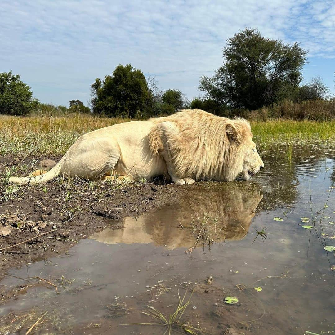 Kevin Richardson LionWhisperer さんのインスタグラム写真 - (Kevin Richardson LionWhisperer Instagram)「Done and dusted. Another beautiful walk with Thor, Charlie, Ndira, Lola, Jubari and Neige. I filmed an episode for #lionwhisperertv talking about Jubari’s recent health scare and Charlie’s knock on death’s door, To think that in the space of a few weeks we could’ve lost these 2 magnificent animals makes my blood run cold. Thankfully with attentive staff, quick thinking people and an awesome vet, we managed to navigate these two storms which were totally unrelated. Suffice to say they’re both in much better health and thoroughly enjoyed their #enrichmentwalk In the coming weeks all will be revealed on the channel as to what went down. If you’re not subscribed to my YouTube channel and enjoy my regular posts you’re missing a treat!   #interspeciesfriendship #lion #lioness #whitelion #getoutsidemore #sunshineD #staywild #healthscare #filmingday #nature #naturelover #lionman #dontask #subscribe #membership」4月25日 21時30分 - lionwhisperersa