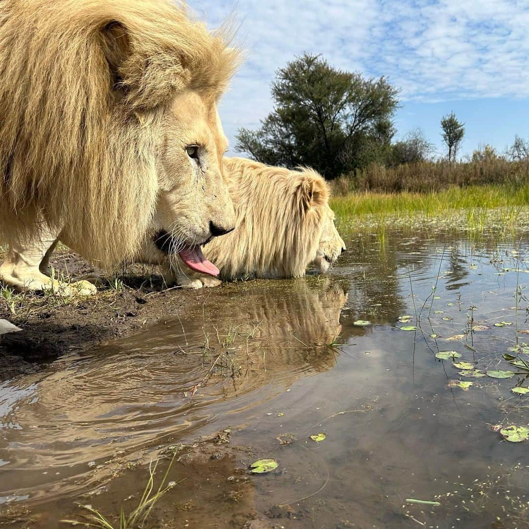 Kevin Richardson LionWhisperer さんのインスタグラム写真 - (Kevin Richardson LionWhisperer Instagram)「Done and dusted. Another beautiful walk with Thor, Charlie, Ndira, Lola, Jubari and Neige. I filmed an episode for #lionwhisperertv talking about Jubari’s recent health scare and Charlie’s knock on death’s door, To think that in the space of a few weeks we could’ve lost these 2 magnificent animals makes my blood run cold. Thankfully with attentive staff, quick thinking people and an awesome vet, we managed to navigate these two storms which were totally unrelated. Suffice to say they’re both in much better health and thoroughly enjoyed their #enrichmentwalk In the coming weeks all will be revealed on the channel as to what went down. If you’re not subscribed to my YouTube channel and enjoy my regular posts you’re missing a treat!   #interspeciesfriendship #lion #lioness #whitelion #getoutsidemore #sunshineD #staywild #healthscare #filmingday #nature #naturelover #lionman #dontask #subscribe #membership」4月25日 21時30分 - lionwhisperersa