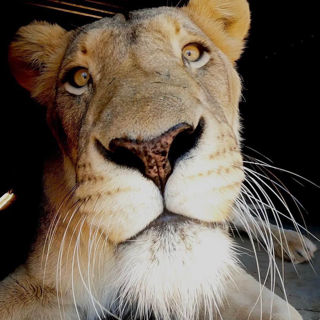 Kevin Richardson LionWhisperer さんのインスタグラム写真 - (Kevin Richardson LionWhisperer Instagram)「Done and dusted. Another beautiful walk with Thor, Charlie, Ndira, Lola, Jubari and Neige. I filmed an episode for #lionwhisperertv talking about Jubari’s recent health scare and Charlie’s knock on death’s door, To think that in the space of a few weeks we could’ve lost these 2 magnificent animals makes my blood run cold. Thankfully with attentive staff, quick thinking people and an awesome vet, we managed to navigate these two storms which were totally unrelated. Suffice to say they’re both in much better health and thoroughly enjoyed their #enrichmentwalk In the coming weeks all will be revealed on the channel as to what went down. If you’re not subscribed to my YouTube channel and enjoy my regular posts you’re missing a treat!   #interspeciesfriendship #lion #lioness #whitelion #getoutsidemore #sunshineD #staywild #healthscare #filmingday #nature #naturelover #lionman #dontask #subscribe #membership」4月25日 21時30分 - lionwhisperersa