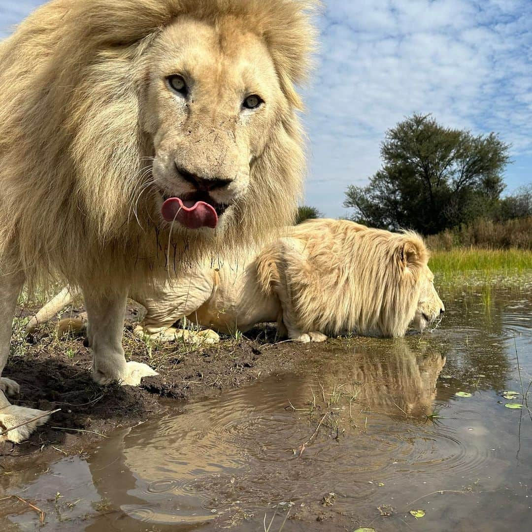 Kevin Richardson LionWhisperer さんのインスタグラム写真 - (Kevin Richardson LionWhisperer Instagram)「Done and dusted. Another beautiful walk with Thor, Charlie, Ndira, Lola, Jubari and Neige. I filmed an episode for #lionwhisperertv talking about Jubari’s recent health scare and Charlie’s knock on death’s door, To think that in the space of a few weeks we could’ve lost these 2 magnificent animals makes my blood run cold. Thankfully with attentive staff, quick thinking people and an awesome vet, we managed to navigate these two storms which were totally unrelated. Suffice to say they’re both in much better health and thoroughly enjoyed their #enrichmentwalk In the coming weeks all will be revealed on the channel as to what went down. If you’re not subscribed to my YouTube channel and enjoy my regular posts you’re missing a treat!   #interspeciesfriendship #lion #lioness #whitelion #getoutsidemore #sunshineD #staywild #healthscare #filmingday #nature #naturelover #lionman #dontask #subscribe #membership」4月25日 21時30分 - lionwhisperersa