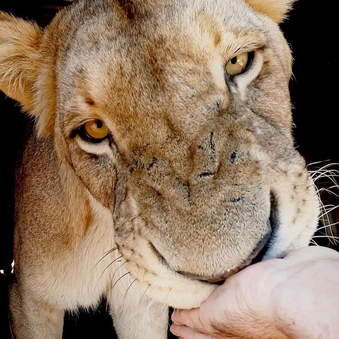 Kevin Richardson LionWhisperer さんのインスタグラム写真 - (Kevin Richardson LionWhisperer Instagram)「Done and dusted. Another beautiful walk with Thor, Charlie, Ndira, Lola, Jubari and Neige. I filmed an episode for #lionwhisperertv talking about Jubari’s recent health scare and Charlie’s knock on death’s door, To think that in the space of a few weeks we could’ve lost these 2 magnificent animals makes my blood run cold. Thankfully with attentive staff, quick thinking people and an awesome vet, we managed to navigate these two storms which were totally unrelated. Suffice to say they’re both in much better health and thoroughly enjoyed their #enrichmentwalk In the coming weeks all will be revealed on the channel as to what went down. If you’re not subscribed to my YouTube channel and enjoy my regular posts you’re missing a treat!   #interspeciesfriendship #lion #lioness #whitelion #getoutsidemore #sunshineD #staywild #healthscare #filmingday #nature #naturelover #lionman #dontask #subscribe #membership」4月25日 21時30分 - lionwhisperersa