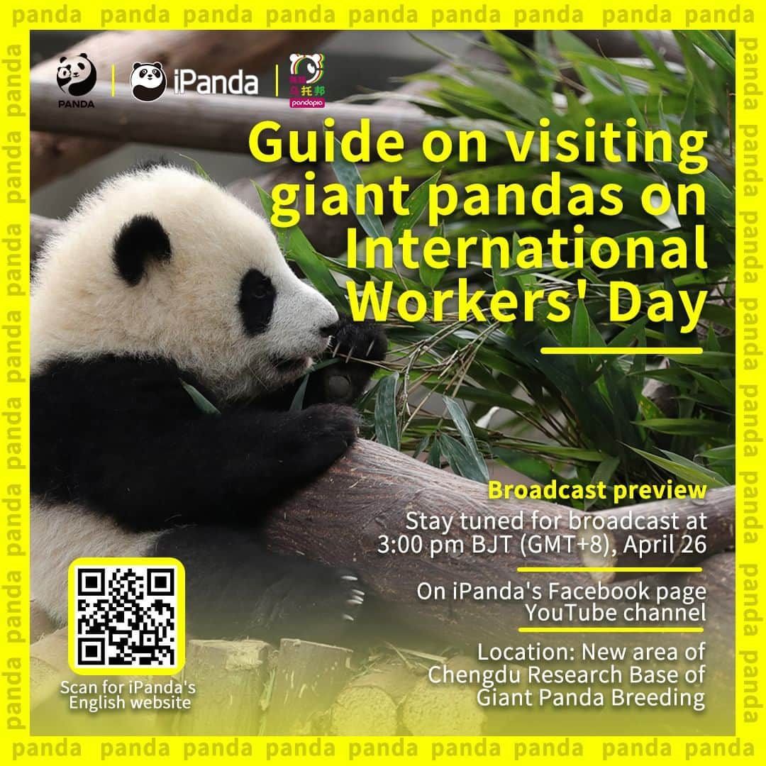 iPandaさんのインスタグラム写真 - (iPandaInstagram)「Broadcast Preview: Are you fancy going on a tour to visit the pandas in the newly expanded area of Chengdu Panda Base? Stay tuned to iPanda's Facebook page and YouTube channel at 3:00 pm (GMT+8) on April 26. iPanda is guiding you to the new area of Chengdu Panda Base to visit the fancy pandas. 🥳🤩 🐼 🐼 🐼 #Panda #iPanda #Cute #FBLive #ChengduPandaBase #IntlWorkersDay #UpdatedTravelGuideToChengduPandaBase  For more panda information, please check out: http://en.ipanda.com」4月25日 21時30分 - ipandachannel