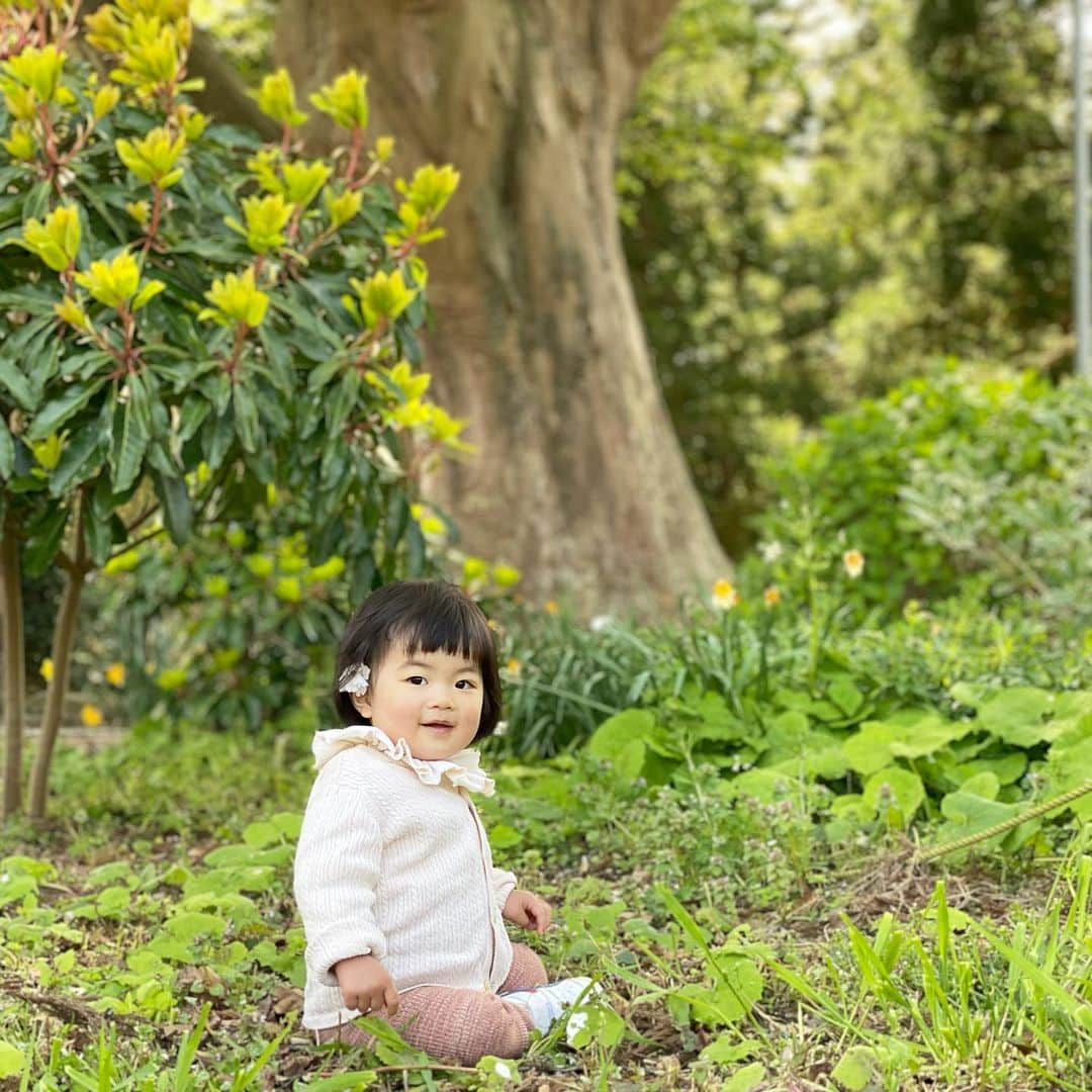 シナダユイさんのインスタグラム写真 - (シナダユイInstagram)「お互いの目的が一致して、結果家族全員ハッピーになれる場所#弥彦 🦌。とりあえずは弥彦神社へ参拝して、⛩🌅 パパさんは仕事なのか研究なのか、多分これが魂の遊びというやつなんだろうなと妻的に解釈している @mushroom_vintage があって、わたしは弥彦山から#水田リフレクション を見てみたかったのだが、だけどこれは微妙に時期が早くてまだ水気が無かったので次回にお預け…🙏  今回見れたものとしては、樹齢1000年越え、胴回り10m（その太さが伝わりそうなので、写真3枚目）の杉！そしてこのほかにも#樹齢 うん百年の木があちらこちらにあり、そしてその木の麓に素敵なcafeがある…テーマは#発酵 。💘好みだ…🍇 ということで、娘は野花で遊ばせて、良い絵を納められたので親としても大満足でした。☺️  #弥彦村 #温泉宿泊 #niigata #niigatapic  #弥彦山 #婆々杉  #binn」4月25日 21時32分 - yuis96