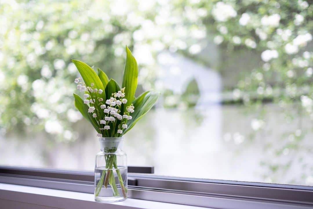 Naomiのインスタグラム：「庭からスズラン。 お隣さんの白木香薔薇が満開です。  #nao1223garden」