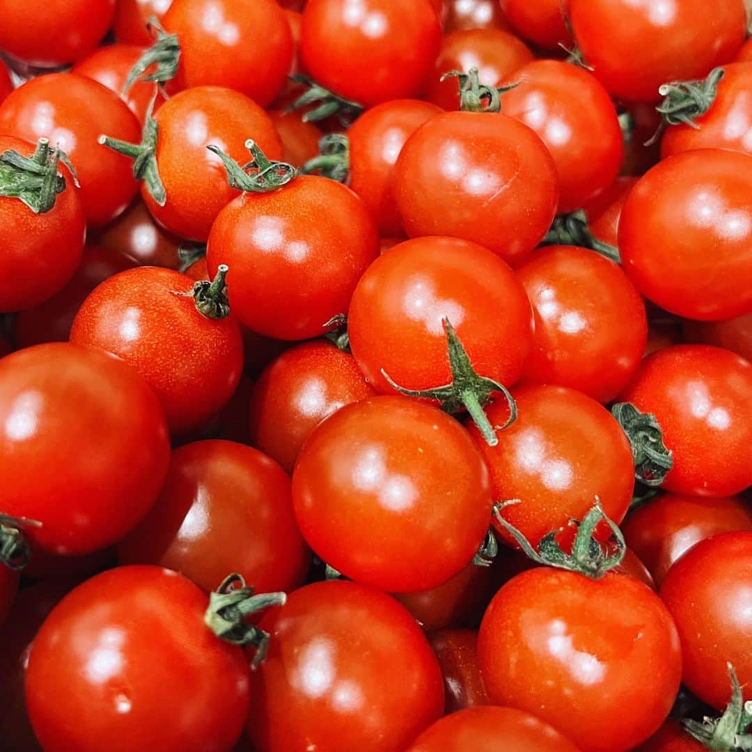 茜さやさんのインスタグラム写真 - (茜さやInstagram)「ピッカピカトマト🍅🫰🏻  #とまと　#トマト　#🍅　#美味しかった　#つるっつる　#写真好きな人と繋がりたい #tomatoes #tomato #photography #Photo」4月25日 22時15分 - saya.akane