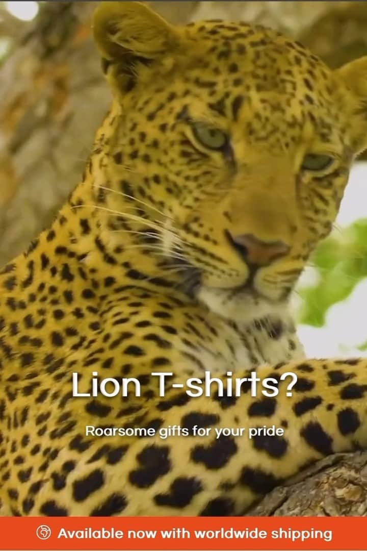 のインスタグラム：「Looking for some amazing big cat-themed swag for your pride? Look no further than thelionwhispererclothing.com (link clickable in bio) . . . #bigcats #bigcatsanctuary #bigcatlover #lionlove」