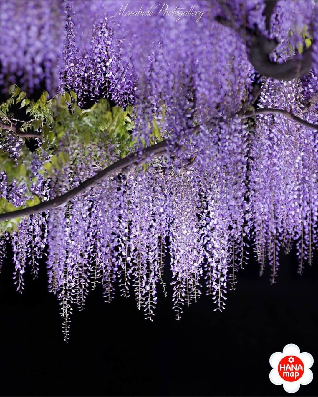 はなまっぷ❁日本の花風景さんのインスタグラム写真 - (はなまっぷ❁日本の花風景Instagram)「🌸はなまっぷ🌸 * @fcmasamasa さんの 花のある風景に花まるを💮 * 夜の灯りに浮かぶ雅やかな藤の花をありがとうございます😊🌸 * #岐阜　#竹鼻別院 Takehana Betsuin Temple, Gifu Pref. * 🌼藤の花言葉📝🌼 歓迎 * ※見頃が過ぎている花、終わっている花もご紹介させていただいています。 * 🌸•••🌸•••🌸•••🌸•••🌸•••🌸 * いつも素敵なお花をありがとうございます😊 #はなまっぷ #日本の美しい花風景#花のある風景#花#花言葉#花畑#春#藤#藤棚#フジ#wisteria * 🌸••••••お知らせ••••••🌸 * 花風景検索サイト　はなまっぷ https://hanamap.com 🔍「はなまっぷ」または @hanamap プロフィール欄から ぜひご覧ください * 📖🌸📖🌸📖🌸📖🌸📖 四季の花々を訪ねていきたい にっぽんの花地図 好評発売中📘 📖🌸📖🌸📖🌸📖🌸📖」4月25日 22時24分 - hanamap