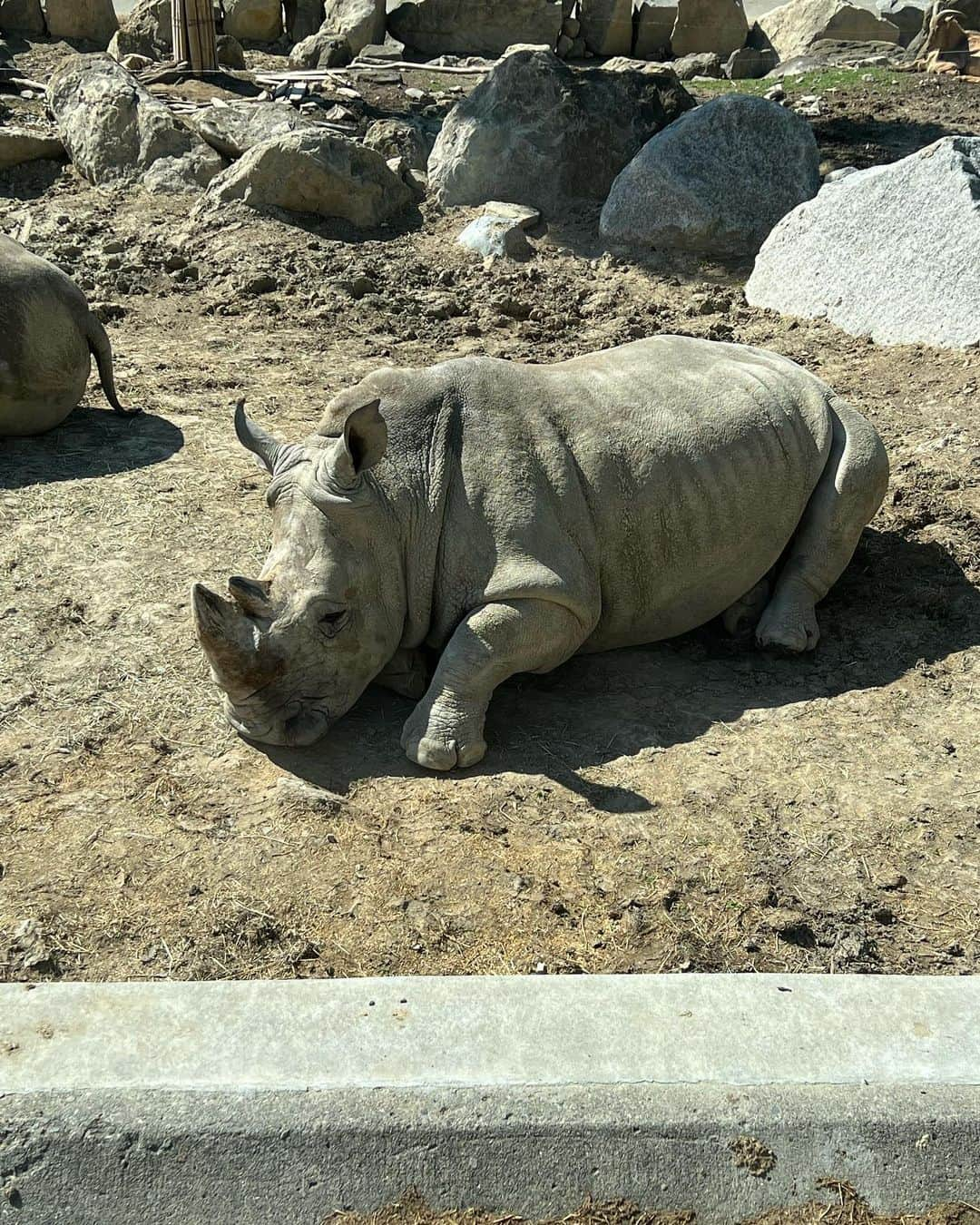 保科凜さんのインスタグラム写真 - (保科凜Instagram)「水族館より動物園デート派です  まあエサがあげられればなんでもいいのですが  どっち派？？  ・ ・   #idol  #jamscollection  #selfie  #like  #followme #zoo  #safaripark  #nasu  #gunma  #instagram   #アイドル #ジャムズ #保科凜 #動物園  #サファリパーク  #デートコーデ」4月25日 22時42分 - tottoko_lin