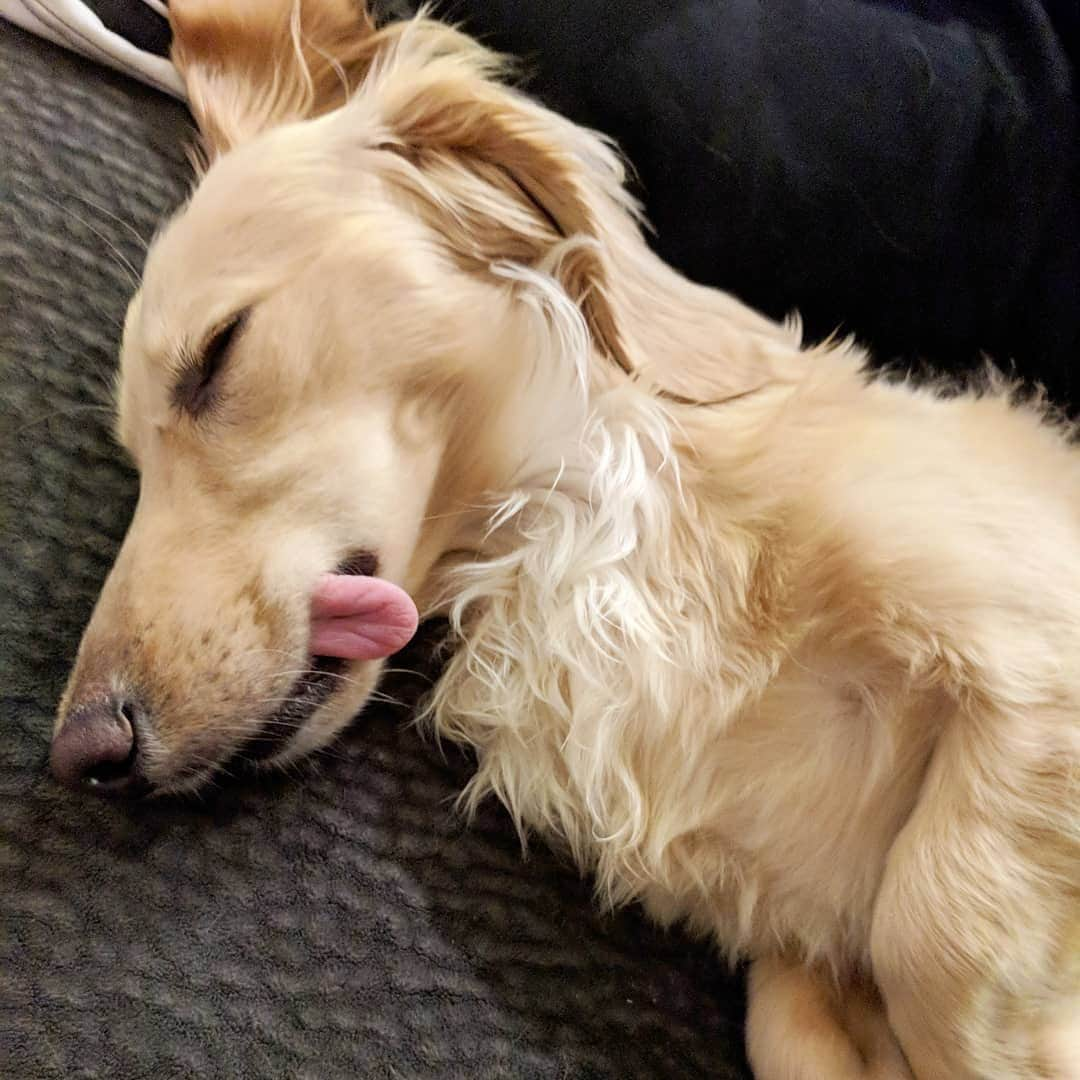 8crapさんのインスタグラム写真 - (8crapInstagram)「Sleeping blep-ty 😛 - Hashtag #barkedtongueout on your doggo’s tongue out photos/videos and get a chance to be featured! - 📷 @davegrowlthedachshund - #barked #dog #doggo #Dachshund」4月25日 22時45分 - barked