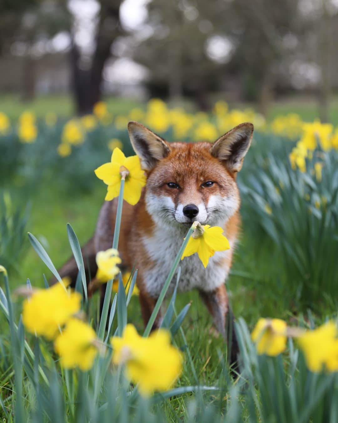 Canon UKさんのインスタグラム写真 - (Canon UKInstagram)「Spring has truly sprung and it looks like these guys are loving it 🌼🐾  @charithgilbert and @whenrubymetryder both captured these adorable shots whilst walking through their local parks which have been filled with daffodils.  📷 by @charithgilbert  Camera: EOS 6D Lens: EF 24-70L II USM Shutter Speed: 1/1000, Aperture: f/2.8, ISO 400  📷 by @whenrubymetryder  Camera: EOS 6D Mark II  Lens: EF 85mm f/1.8 USM Shutter Speed: 1/800, Aperture: f/1.8, ISO 100  #canonuk #mycanon #canon_photography #liveforthestory」4月25日 23時01分 - canonuk