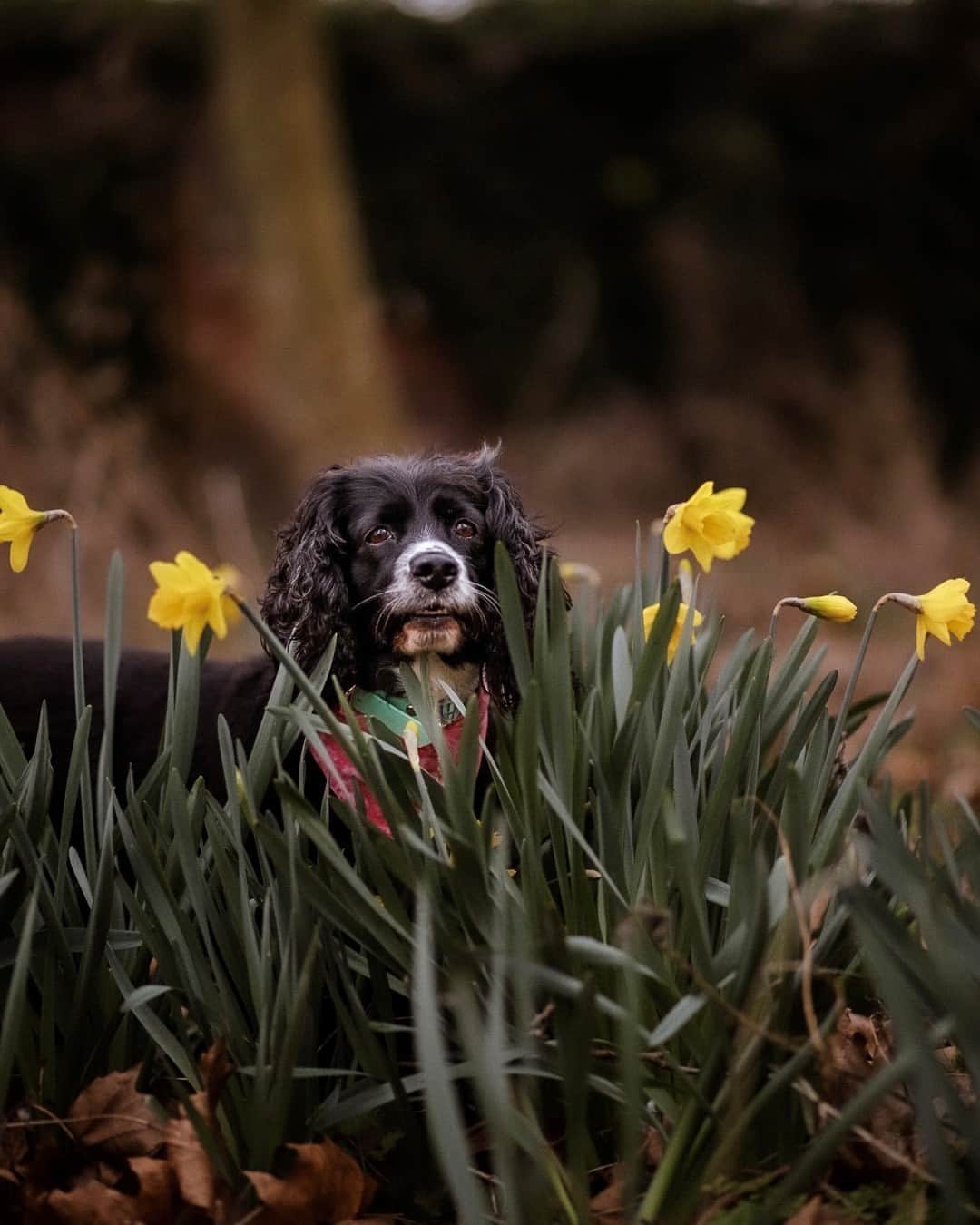 Canon UKさんのインスタグラム写真 - (Canon UKInstagram)「Spring has truly sprung and it looks like these guys are loving it 🌼🐾  @charithgilbert and @whenrubymetryder both captured these adorable shots whilst walking through their local parks which have been filled with daffodils.  📷 by @charithgilbert  Camera: EOS 6D Lens: EF 24-70L II USM Shutter Speed: 1/1000, Aperture: f/2.8, ISO 400  📷 by @whenrubymetryder  Camera: EOS 6D Mark II  Lens: EF 85mm f/1.8 USM Shutter Speed: 1/800, Aperture: f/1.8, ISO 100  #canonuk #mycanon #canon_photography #liveforthestory」4月25日 23時01分 - canonuk
