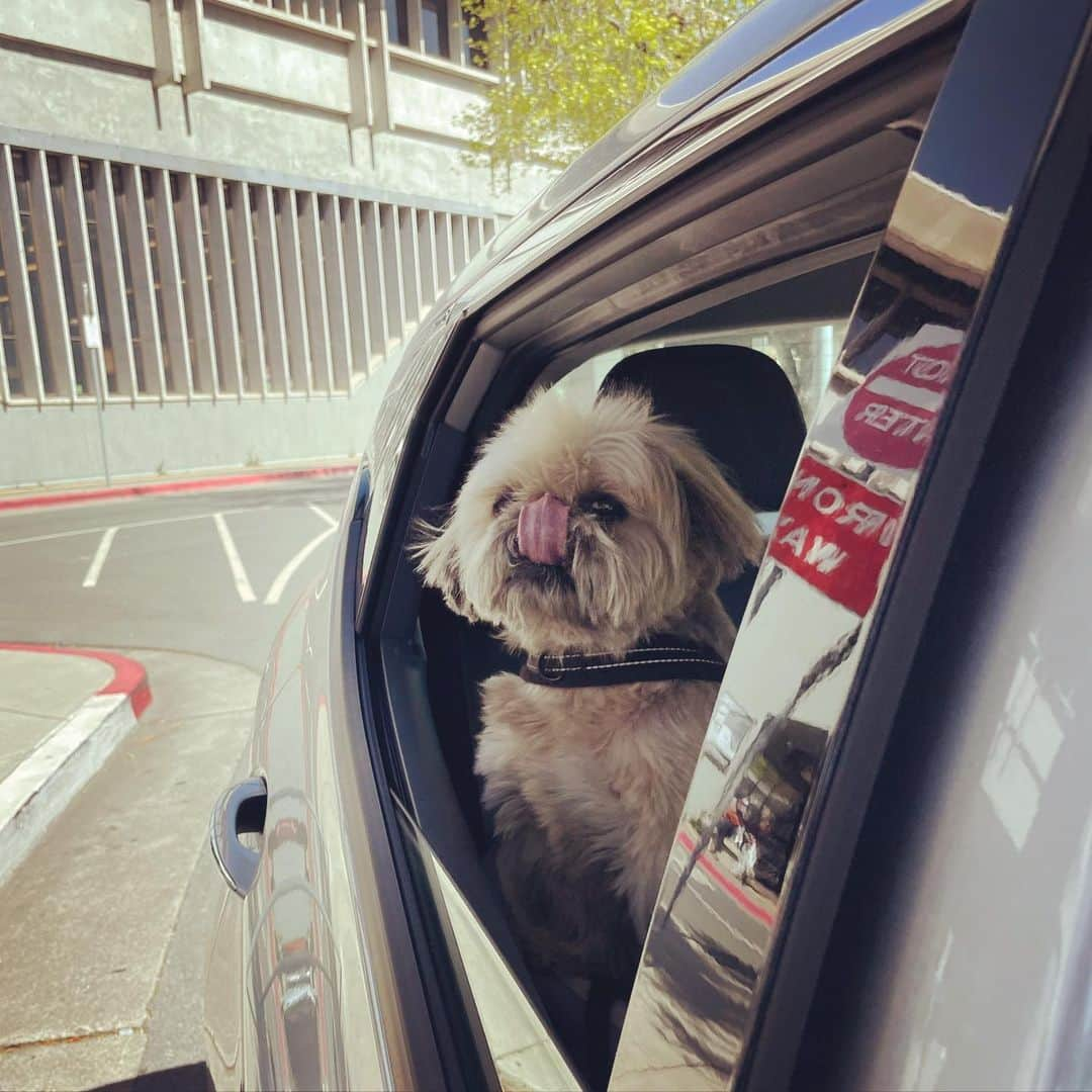 Dougie the Shih Tzuのインスタグラム：「#tongueouttuesday」