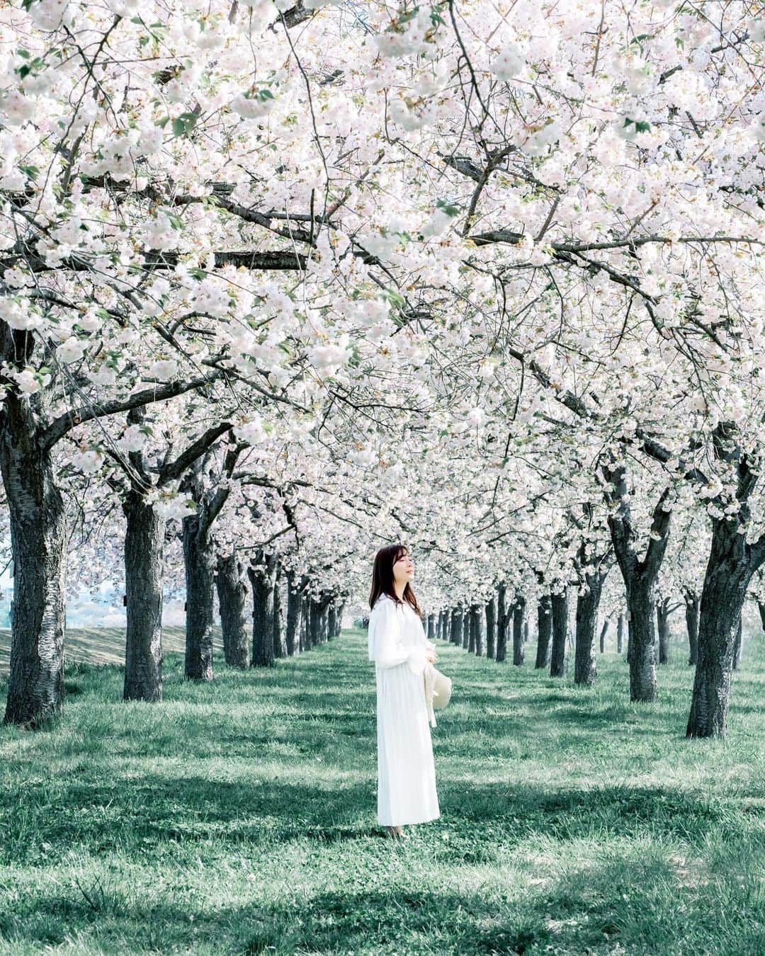 のインスタグラム：「* . . . . . 今年最後の桜撮影🥰🌸 2月の河津桜から始まり 駆け抜けました！！ . 5月は何撮ればいいの！？😂笑 . model : @fujirom_  . ※お花には触れていません。 . . FUJIFILM X-T5 /  XF50-140mm F2.8 R LM OIS WR . . お仕事・撮影のご依頼はDMかメールに お願い致します。 . . . . . . *」