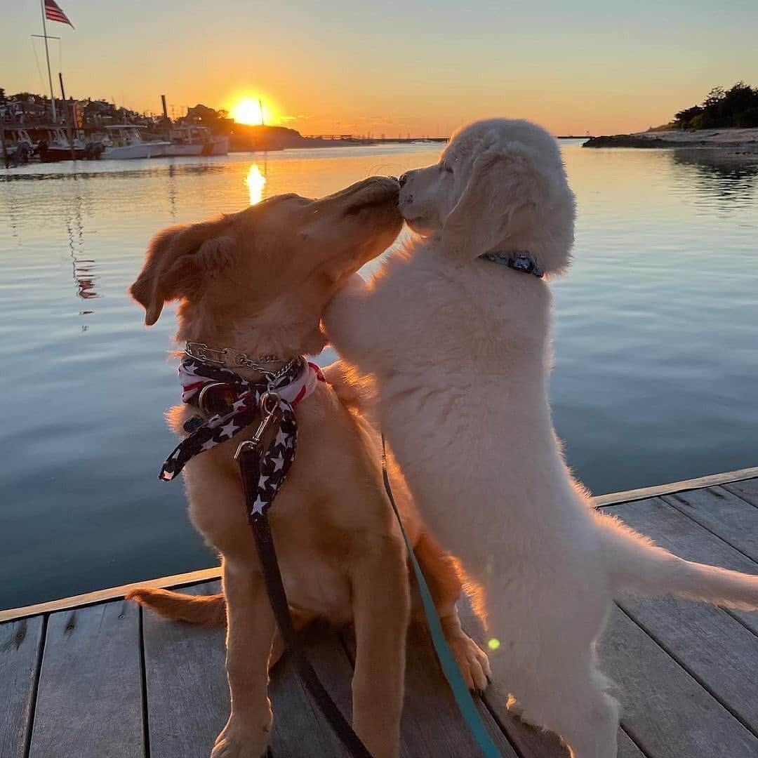 animalsさんのインスタグラム写真 - (animalsInstagram)「Family photos are always fun 😅 Photos by: @finley_the_golden__」4月25日 23時22分 - babyanmlpics