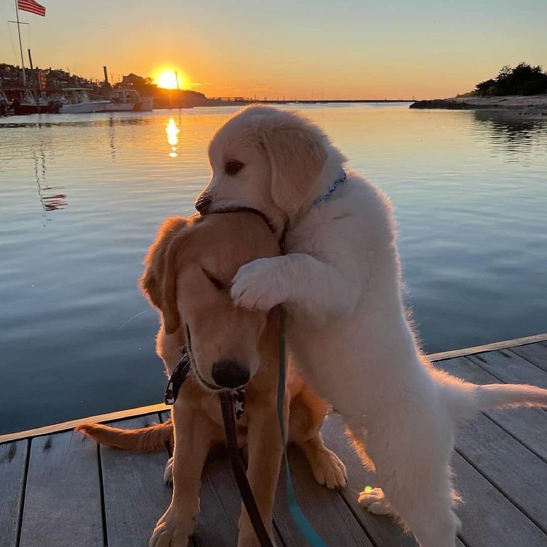 animalsさんのインスタグラム写真 - (animalsInstagram)「Family photos are always fun 😅 Photos by: @finley_the_golden__」4月25日 23時22分 - babyanmlpics