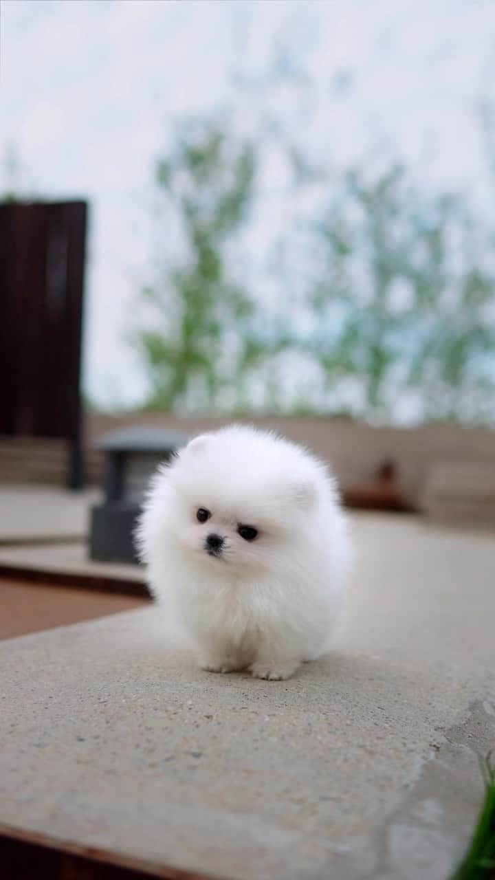 Rolly Pups INCのインスタグラム：「Frosty the princess‘ first day out! Motion videos do miles better than just a static photos 📸 😉 . . . #pomeranian #sweetdog #mydog #lovedog #bestdog #bestdogever #pomeranians #instapom #pom #poms #pome #pomstagram #littledog #lovelydog」