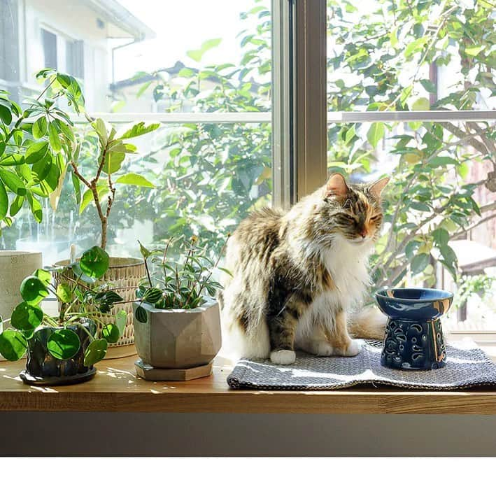 nocotoのインスタグラム：「最近あったかいからさ〜 眠いよね〜  #cat #foodbowl #interior #green」