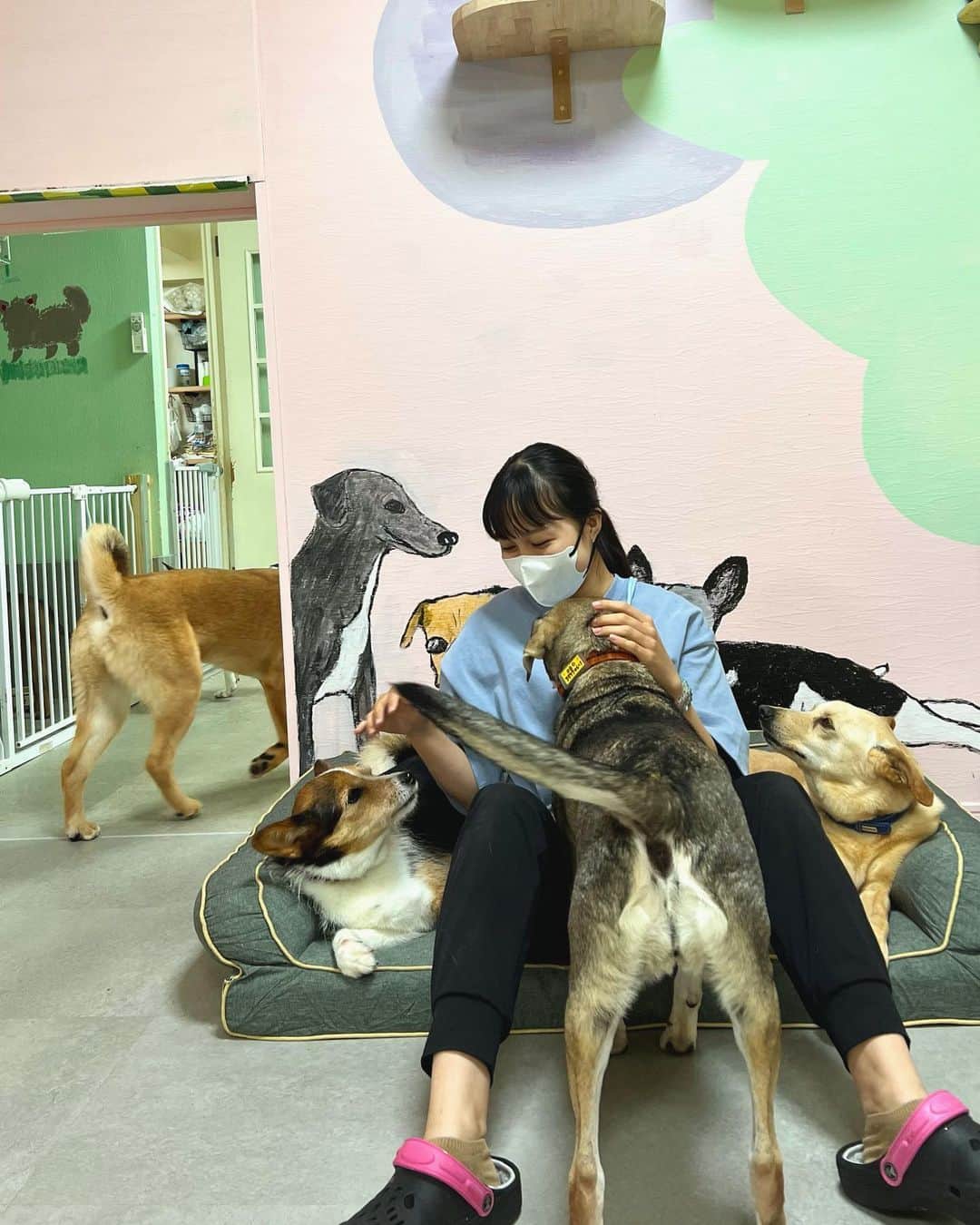 eiko kagamiのインスタグラム：「娘がボランティアでお世話になっている 保護犬猫シェルター @rescue_dog_cat  さん  今日は私もおじゃまさせて頂きました！  とにかく良い子で可愛い子ちゃんたちがいっぱいの シェルターは美帆さんの愛で溢れていました🥺✨  みんなみんな、本当に可愛い🥲💓 是非沢山の方に会ってほしいです！ どうかどうか、ずっとの家族が見つかりますように。 譲度会も定期的に開催されています！♡  前回投稿もさせて頂いた @wolf__lady__ さんの譲度会も次回は6/10（土）です!!🐕♡♡  娘はすごく貴重な体験をさせて頂いていて、私も今日その姿を 目の当たりにすることができて、本当に良かった。  明るくて優しくてパワフルで本当に素敵な みんなのママ美帆さん♡ 奥で美帆さんの声や足音がするとみんなが整列して 待ってる姿もたまらなく愛おしかったな🥹  ボランティアや譲度会の情報は是非 @rescue_dog_cat さんにて♡  素敵すぎるご縁に感謝です🙏✨ . . . . . . . #里親募集中#保護犬#保護犬を家族に迎えるという選択肢」