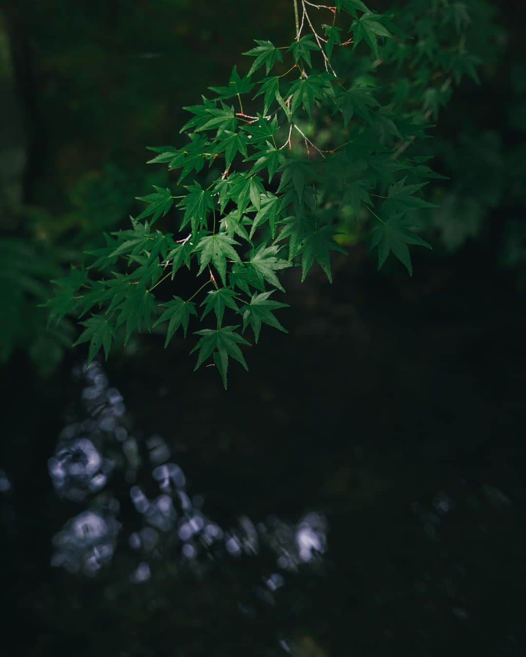 Yuma Takatsukiのインスタグラム：「. . . Kyoto × 🍃 . . . . . . 新緑の季節になってきた。 京都の新緑もけっこう好きなのです。 ⁡ それでは今日もお疲れさまでした。 . Kyoto／Japan Nikon Z5／NIKKOR Z 28-75mm F2.8 . ―――――――――――――――――――――――――― 関西を中心にフリーランスで活動しています。 Web広告、個人撮影、家族撮影、PR撮影など、 5月以降の撮影依頼募集中です。 ⁡ ⁡Yuma Takatsukiオリジナルプリセットも販売中です。 ⁡プロフィールのポートフォリオサイトからご覧下さい。  またフォトサークルITTOKOという活動をしています。 ⁡ハイライトに色んなイベントをまとめています。 ――――――――――――――――――――――――――」