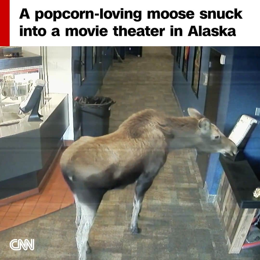 CNNさんのインスタグラム写真 - (CNNInstagram)「In Kenai, Alaska, a moose wandered into the local theater to chow down on some popcorn before walking out.  "Everyone loves the movies, as witnessed by an unexpected guest to our theater last night," the cinema wrote alongside the video on Facebook.  🎥 : Kenai Cinemas/TMX」4月26日 0時08分 - cnn
