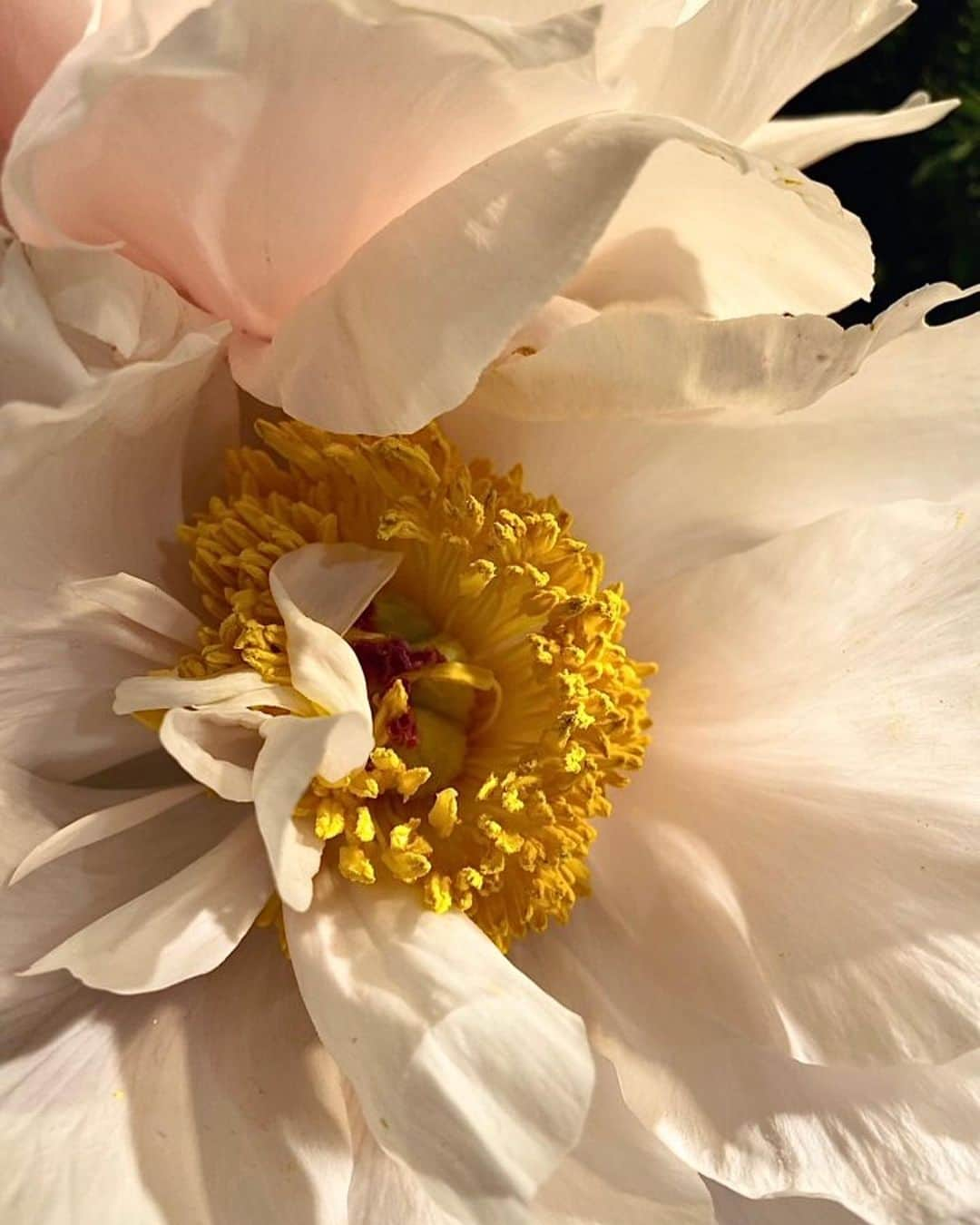 宮村ななこのインスタグラム：「Naked.  #nakedplanet  #naked #flowers  #flower  #flowerphotography  #photo  #photography  #white」