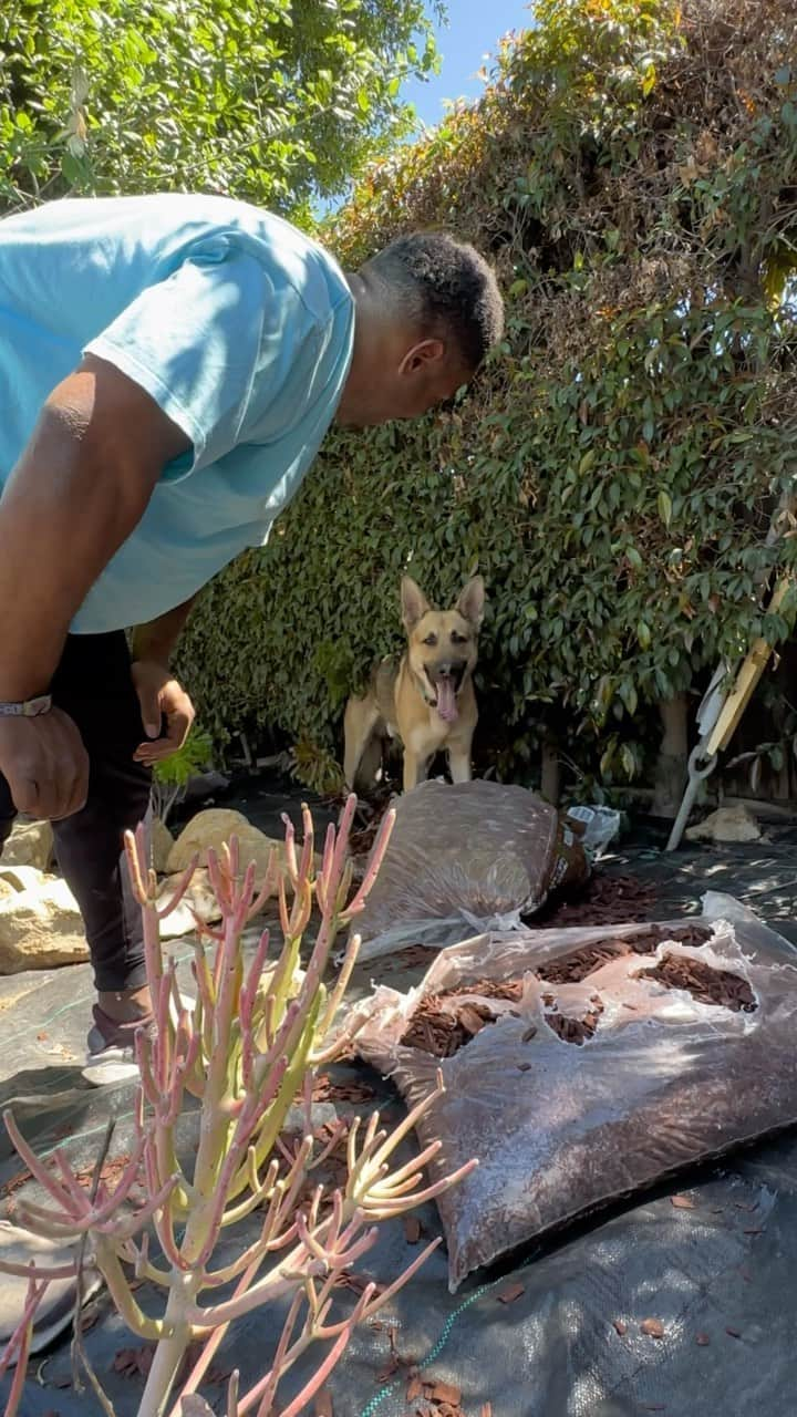 ラッシャッド・ジェニングスのインスタグラム：「Some dogs are all bark and no bite. Diesel is all pine-bark AND bite. 😉 Everybody working this summer. Dogs too 😂 🐕」