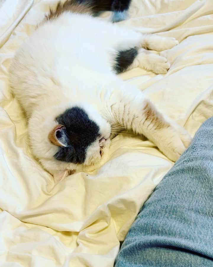 Ms.OOJAのインスタグラム：「雨の日は猫とごろごろ☔️  Rainy day with cat🐈  新作EP「40」絶賛制作中  みんなが新作を楽しみに待っててくれてるのがすごく嬉しい😊 繋がってるなと感じます。ありがとう💕  雨で寒いから今日はコートがいるね。風邪ひかないようにね。」