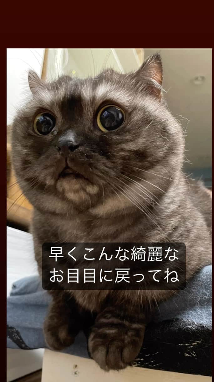 のインスタグラム：「備忘録です。 ごまちん昨日お目目の手術をしてきました。 ずっと目の調子が悪く。病名はチェリーアイ。瞬膜線が外に出て炎症を起こす病気です。 ごまは小さな頃大病を患い麻酔をかけるのがちょっと怖く、先生もなんとか目薬と内服で治そうと頑張ってくれてたのですがここのところ本当に痛々しくなってきたので先生とよく話し合って思い切って手術に踏み切りました。まだお目目は腫れています。 元々調子が悪かったので気にする様子がないのでカラーは無しで良さそうです。(カラー付けると激おこになる) 早く元のキュルキュルお目目に戻って欲しいです。  長々と読んでいただきありがとうございます。  手術日　2023/4/25  しばらく目薬と内服です。 早くよくなってくれるといいなと思います。  #猫の手術#チェリーアイ」