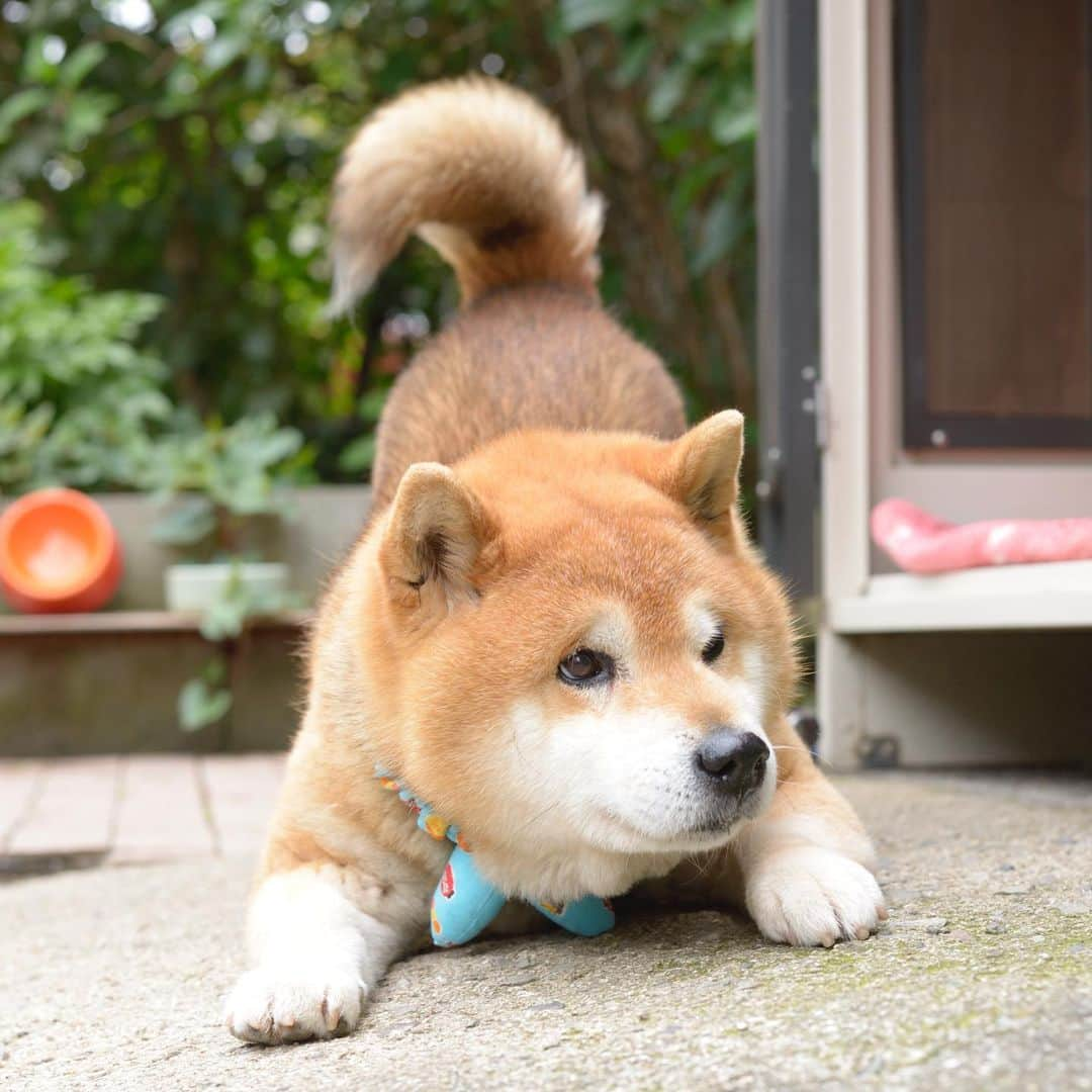 Ryujiのインスタグラム：「Good morning.😄 It stopped raining. I hope everyone is safe.🙏 おはようございます🍞 雨止みました みんなが無事だといいんだけど🙏 #焼き上がりました#黒コッペ#豪雨#ご安全に#pancakes#macho#staysafe#guarddog#nakedgeneral#goodmorning#おはよう」