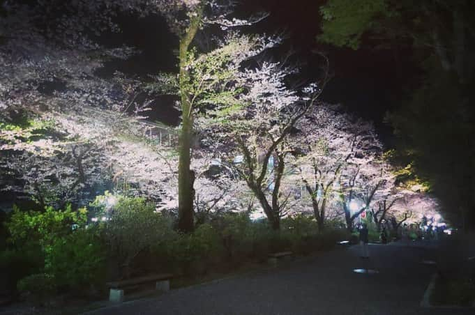 Soka Universityさんのインスタグラム写真 - (Soka UniversityInstagram)「Campus Seasonal Photos April ② 丹木の歳時記　卯月(二) #discoversoka #sodaigram #sodaipictures #sokaphotos #sokauniversity #創価大学 #hachioji #八王子 #tokyo #東京 #campus #キャンパス #university #大学 #students #学生 #global #グローバル #spring #春 #fourseasons #四季 #april #4月 #卯月 #sakura #桜 #nature #自然 #environment」4月26日 11時49分 - sokauniversity