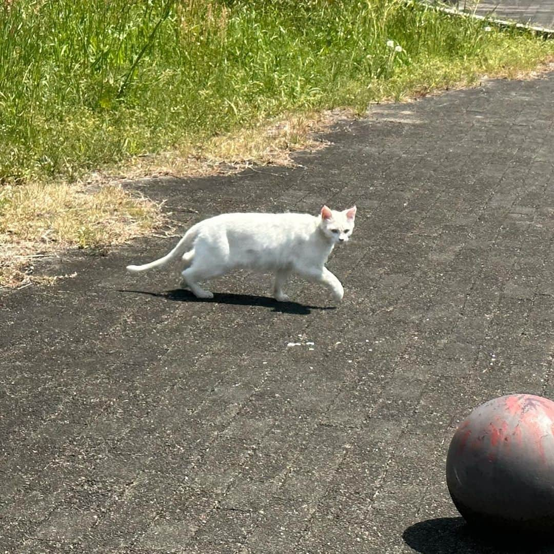 やふさんのインスタグラム写真 - (やふInstagram)「散歩で出会った猫たち。サイクリング中だと驚かせて逃げられちゃう💧 . #cat #neko #catlovers #catsofinstagram #catstagram #instacat #猫 #ねこ #ネコ #散歩」4月26日 11時53分 - kyafy