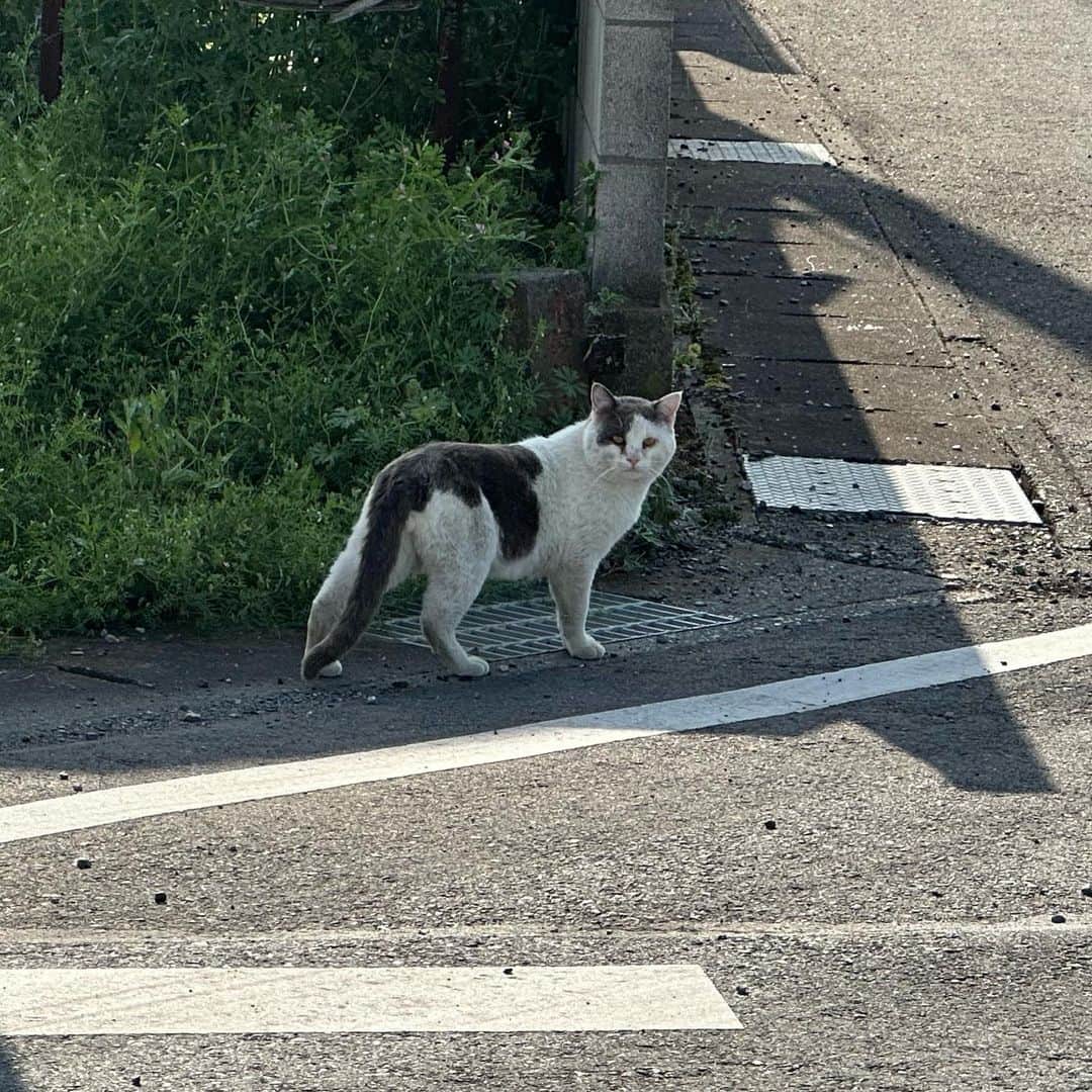 やふさんのインスタグラム写真 - (やふInstagram)「散歩で出会った猫たち。サイクリング中だと驚かせて逃げられちゃう💧 . #cat #neko #catlovers #catsofinstagram #catstagram #instacat #猫 #ねこ #ネコ #散歩」4月26日 11時53分 - kyafy