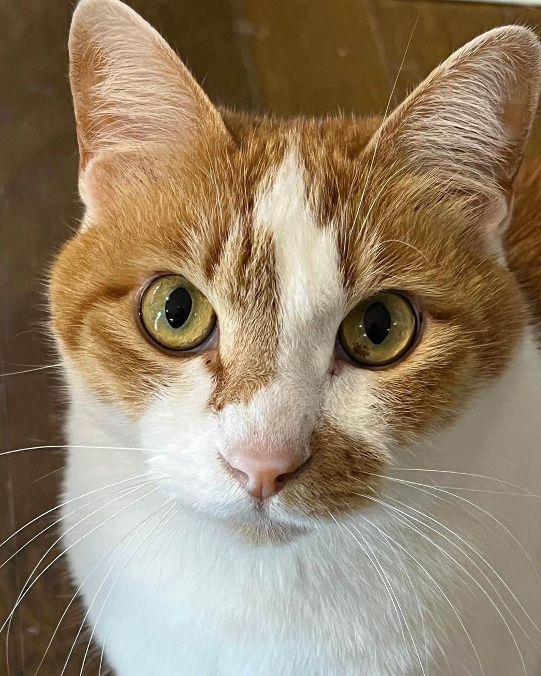 Kachimo Yoshimatsuのインスタグラム：「おいちゃんの目は、 キリッとしてる。 カッコいいけど、女の子｡  #うちの猫ら #猫 #oinari #ねこ #ニャンスタグラム #にゃんすたぐらむ #ねこのきもち #cat #ネコ #catstagram #ネコ部 http://kachimo.exblog.jp」