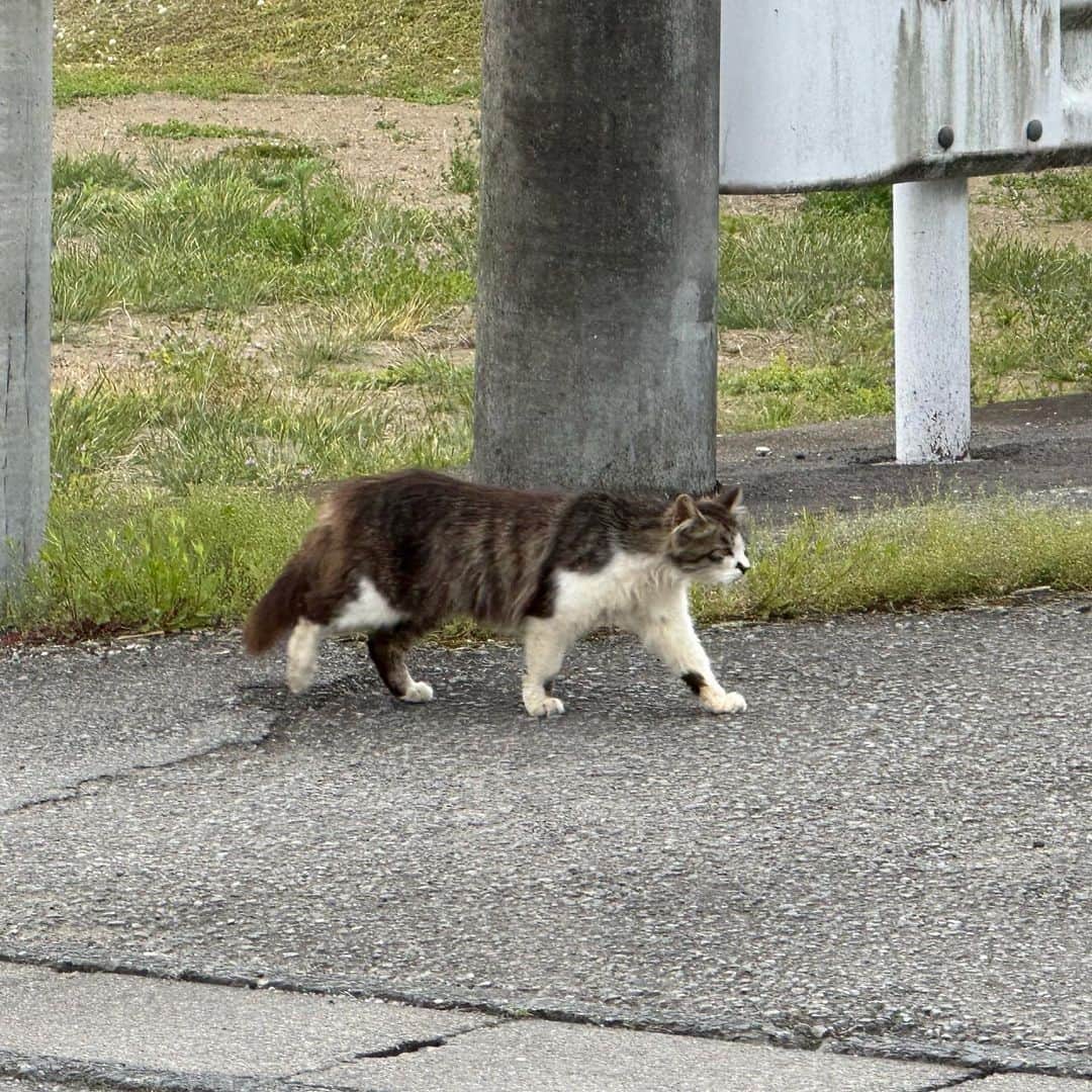 やふさんのインスタグラム写真 - (やふInstagram)「散歩で出会った猫たち、その2。逃げるときの疾走感も好きよ。 . #cat #neko #catlovers #catsofinstagram #catstagram #instacat #猫 #ねこ #ネコ #散歩」4月26日 11時59分 - kyafy
