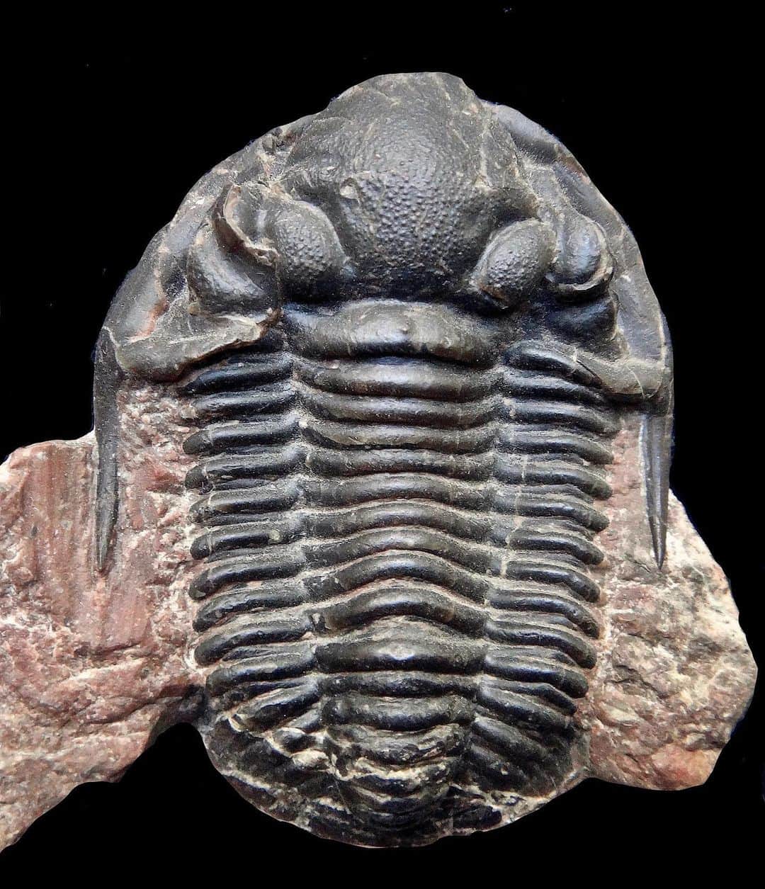 アメリカ自然史博物館のインスタグラム：「Welcome back to Trilobite Tuesday! During the last two decades, 23 species of trilobite have been identified from New Mexico’s Caballero and Lake Valley Formations—including this 2-in-(5-cm-) long Pudoproetus fernglenensis. This ancient arthropod lived during the Mississippian Period some 350 million years ago.   #paleontology #fossils #deeptime #amnh #museum」