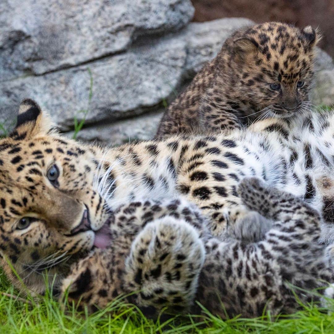 San Diego Zooさんのインスタグラム写真 - (San Diego ZooInstagram)「Leopard-on us, cute cub pics coming through  #AmurLeopard #Spotted #CuteCubs #SanDiegoZoo」4月26日 5時29分 - sandiegozoo