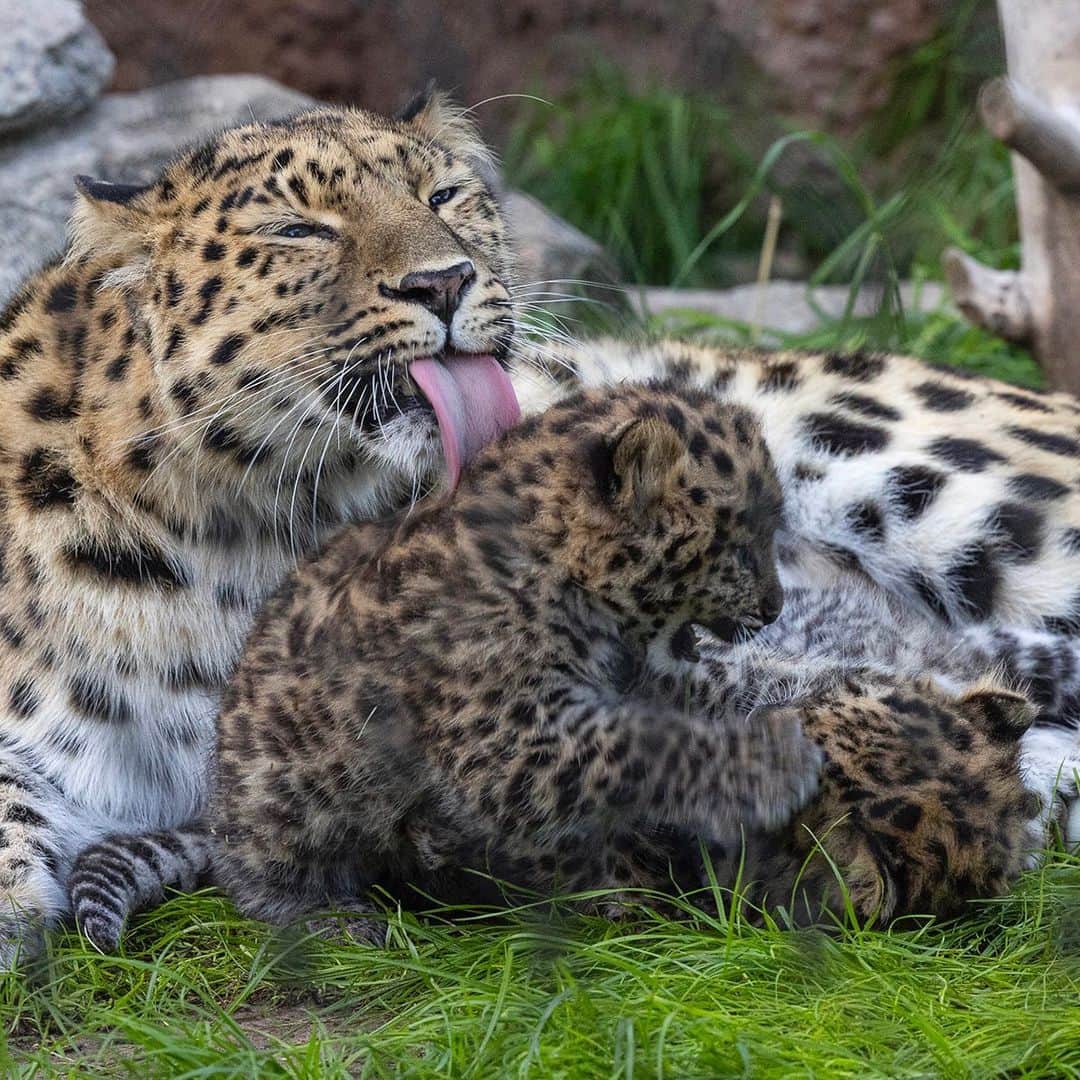 San Diego Zooさんのインスタグラム写真 - (San Diego ZooInstagram)「Leopard-on us, cute cub pics coming through  #AmurLeopard #Spotted #CuteCubs #SanDiegoZoo」4月26日 5時29分 - sandiegozoo