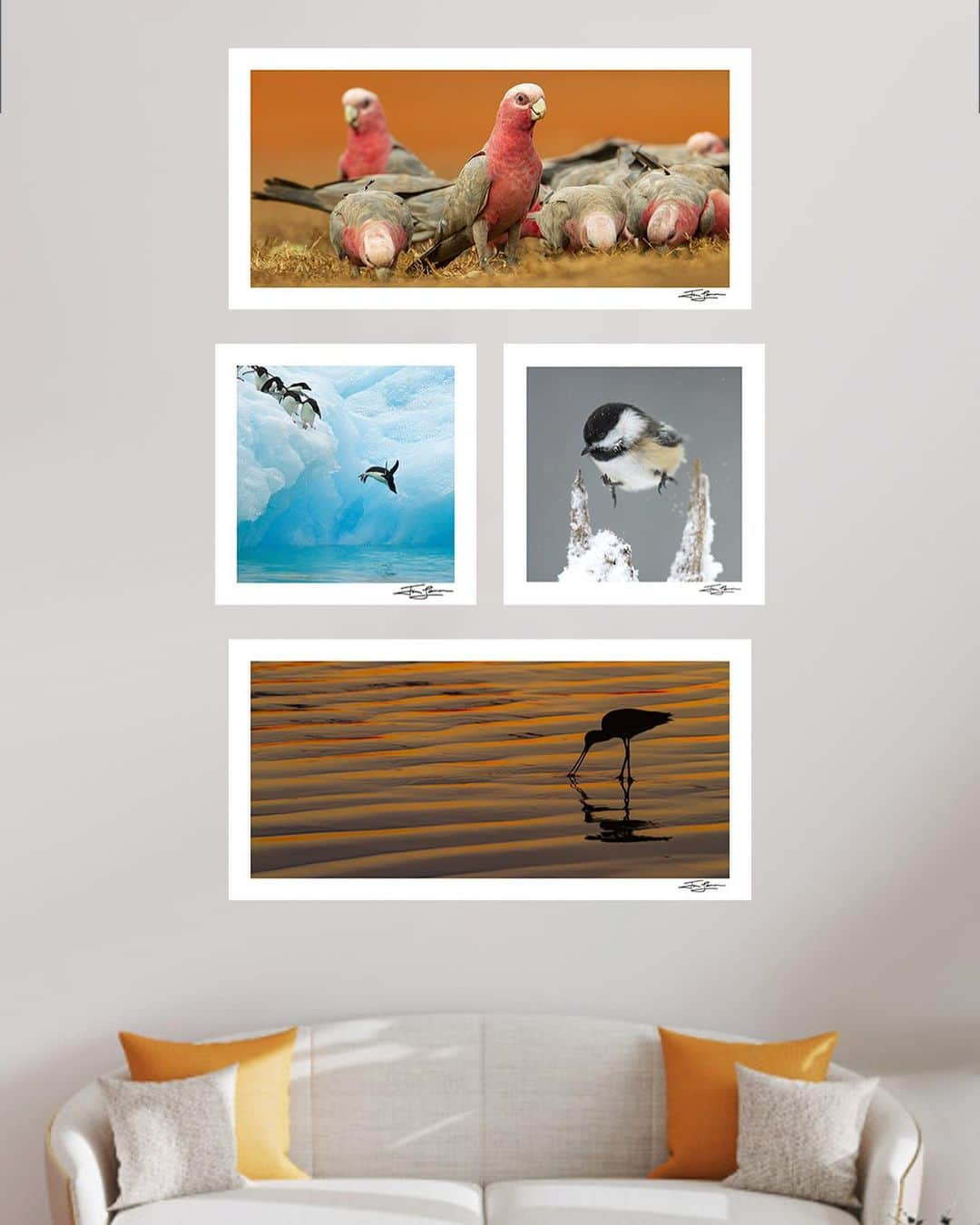 Tim Lamanのインスタグラム：「Photos by @TimLaman.  30% off my photography for one more day!  Enjoy savings for your mother or yourself.  Check out my new wall art from my Bird Planet Collection.  1. Galah Gathering, 2. Adélie penguin Taking the Plunge, 3.  Chickadee in Mid-Hop, 4.  Marbled Godwit at Sunset.  Add some color in your mother’s home with new wall art!  #BirdPlanetBook, #birds, #birdwallart」