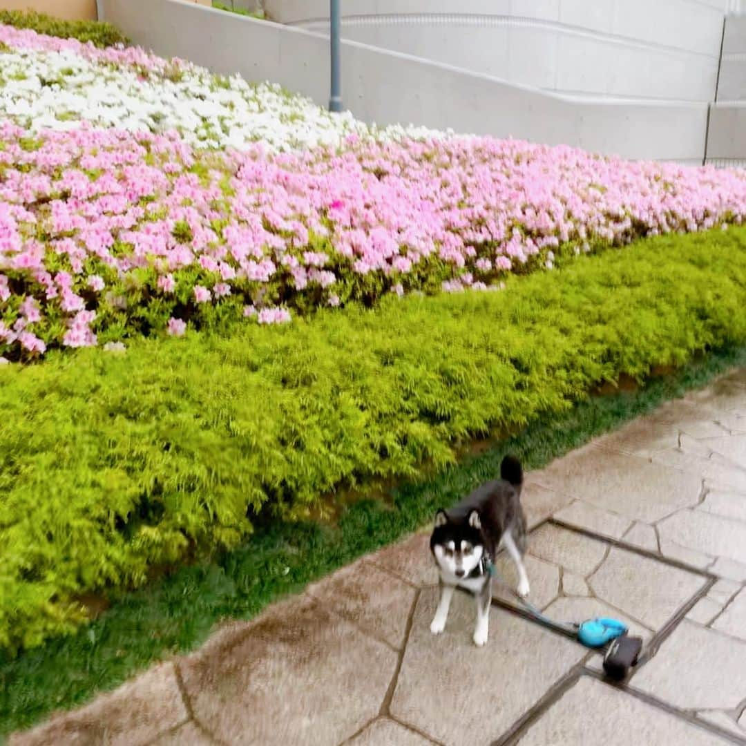 くろさんのインスタグラム写真 - (くろInstagram)「朝んぽ🌸🌿  #お花柴男子くらぶ #お花柴男子クラブ  #サツキツツジ #さつきつつじ #サツキ #さつき #satsukiazalea #satsuki #kuroshiba #blackshiba #shibainu #shibadog #shibastagram #dogstagram #instadog #柴犬 #黒柴 #黑柴 #和犬 #日本犬 #わんこ #イッヌ」4月26日 5時36分 - m6bmw