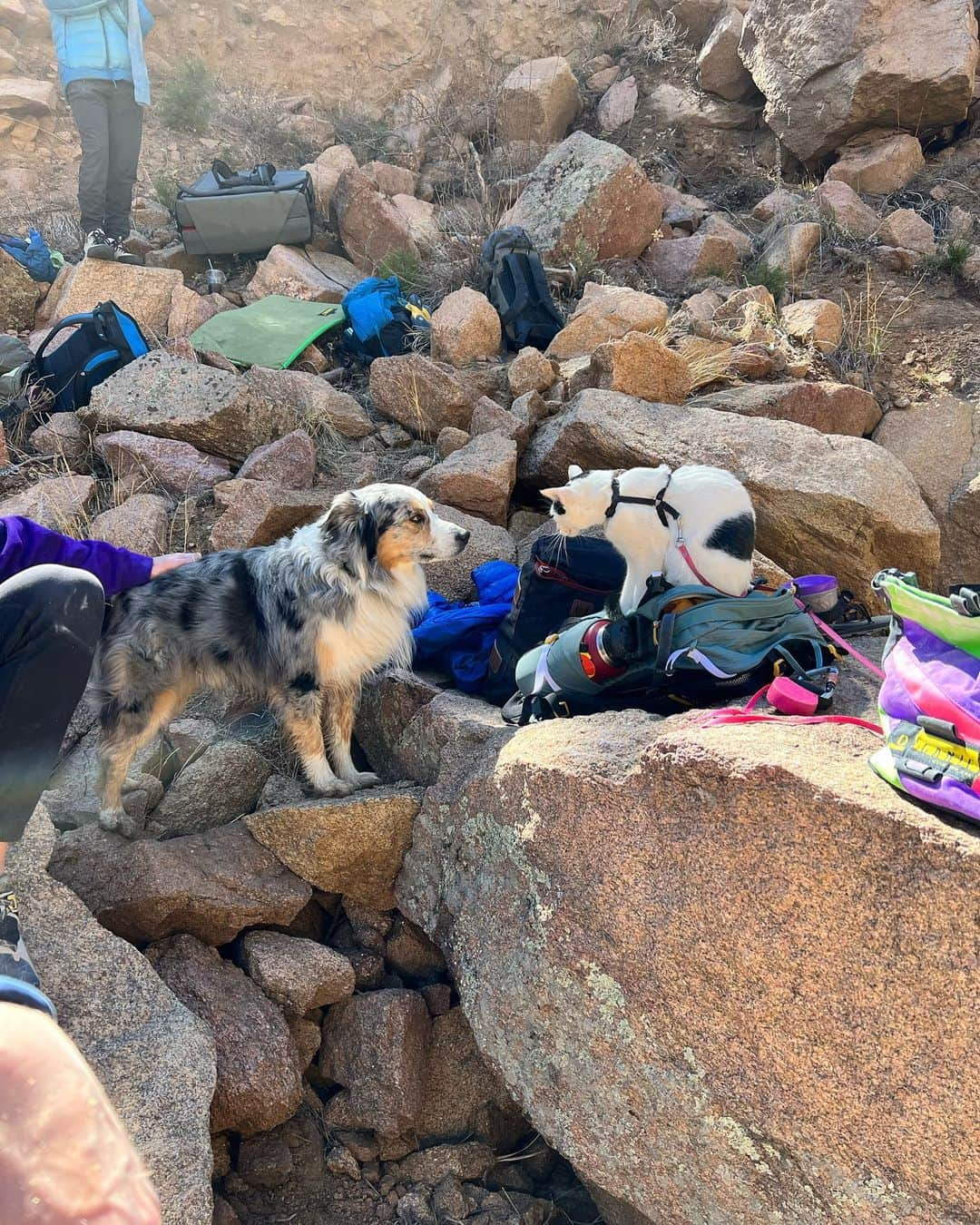 アレックス・パッチシオさんのインスタグラム写真 - (アレックス・パッチシオInstagram)「Just a little life dump! 🤗✌️ . #basketball #climb #dog #furryfriends #love #spring #life」4月26日 5時38分 - alex_puccio89